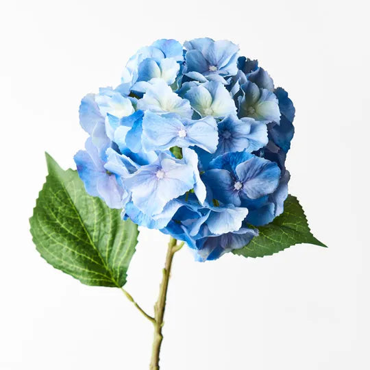 Blue Hydrangea Flowers - Fresh Cut Garden Blooms for Weddings, Home Decor & Floral Arrangements