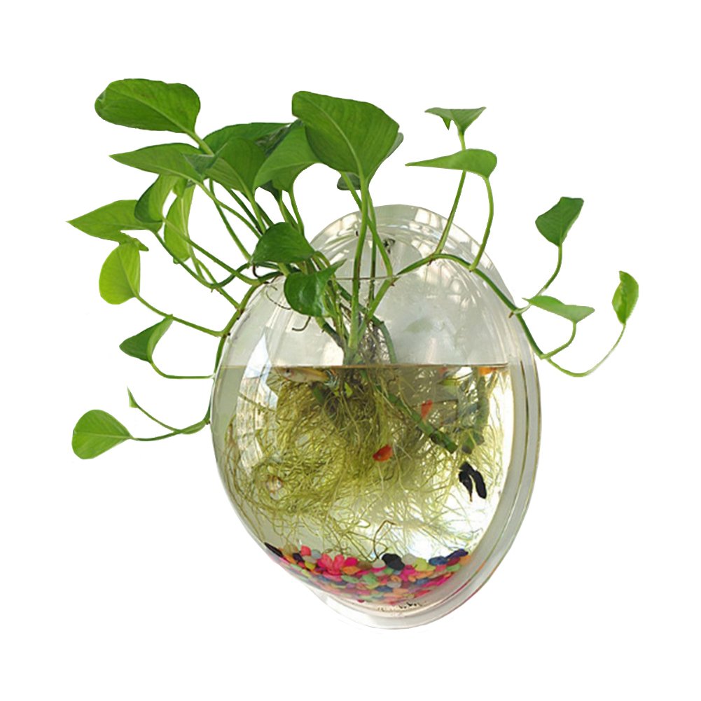 1 Gallon Hanging Wall Mounted Fish Tank Bowl - Clear Large Aquarium for Plants & Fish with Bubble Feature | Perfect for Home, Office & Wall Decor
