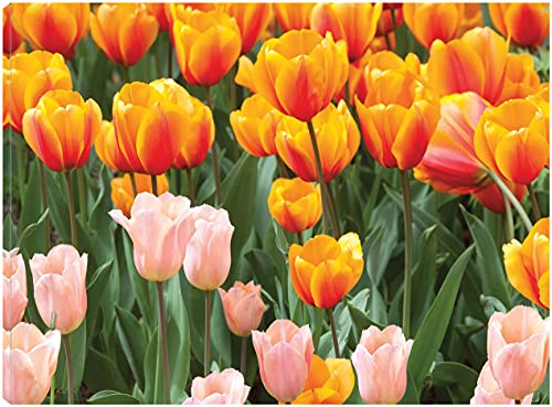 Two-Toned Tulips