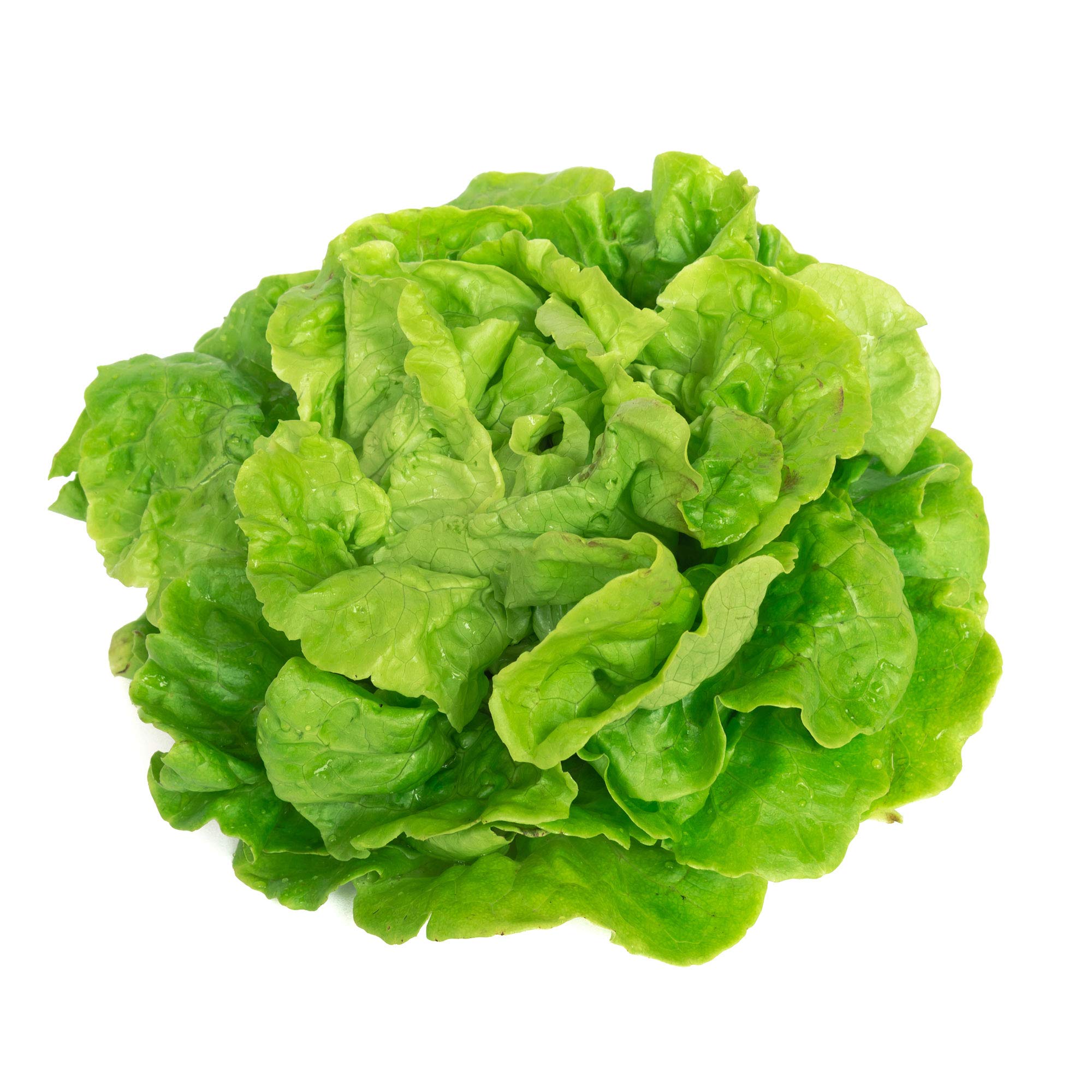 Tom Thumb Lettuce Seeds - 1g Packet (~900 Seeds) - Non-GMO Heirloom Butterhead Lettuce for Home Vegetable Gardening - Perfect for Salads, Containers & Small Space Gardens