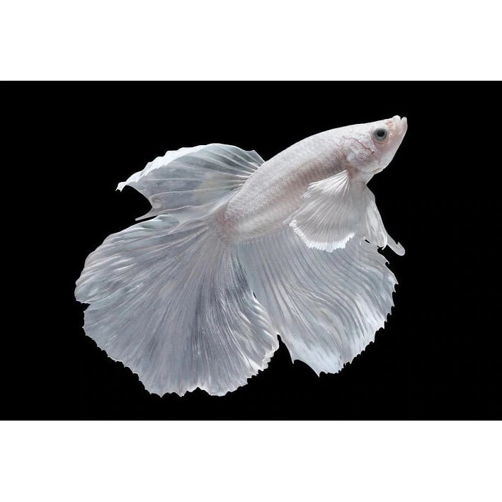 Premium Milk White Betta Fish for Sale - Live Tropical Fish for Aquariums & Fish Tanks - Perfect for Home Decor, Office Relaxation & Aquatic Hobbyists