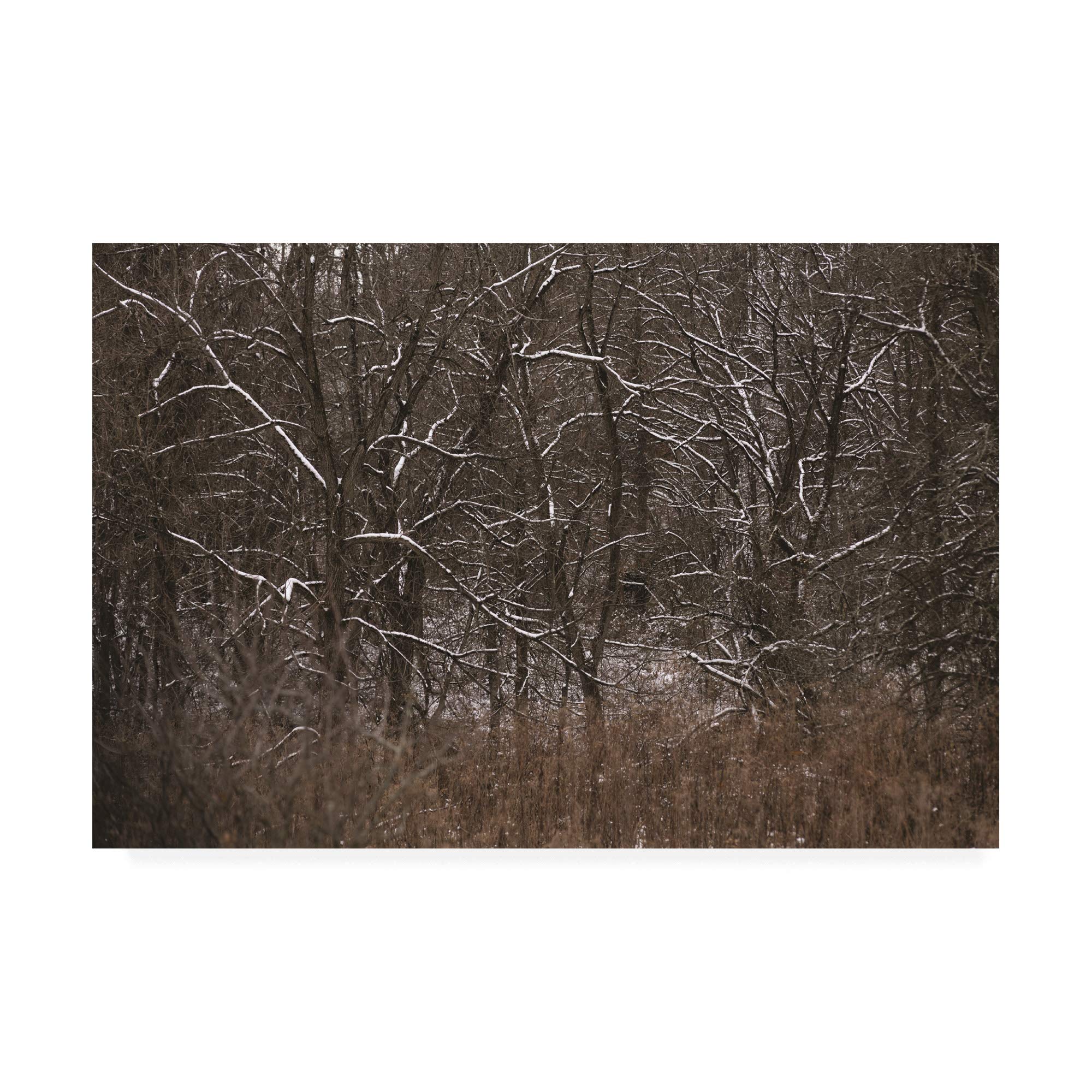 Kurt Shaffer Fresh Snow on The Branches Fine Art Photograph Print - 30x47 Inches - Winter Landscape Wall Decor for Living Room, Bedroom & Office