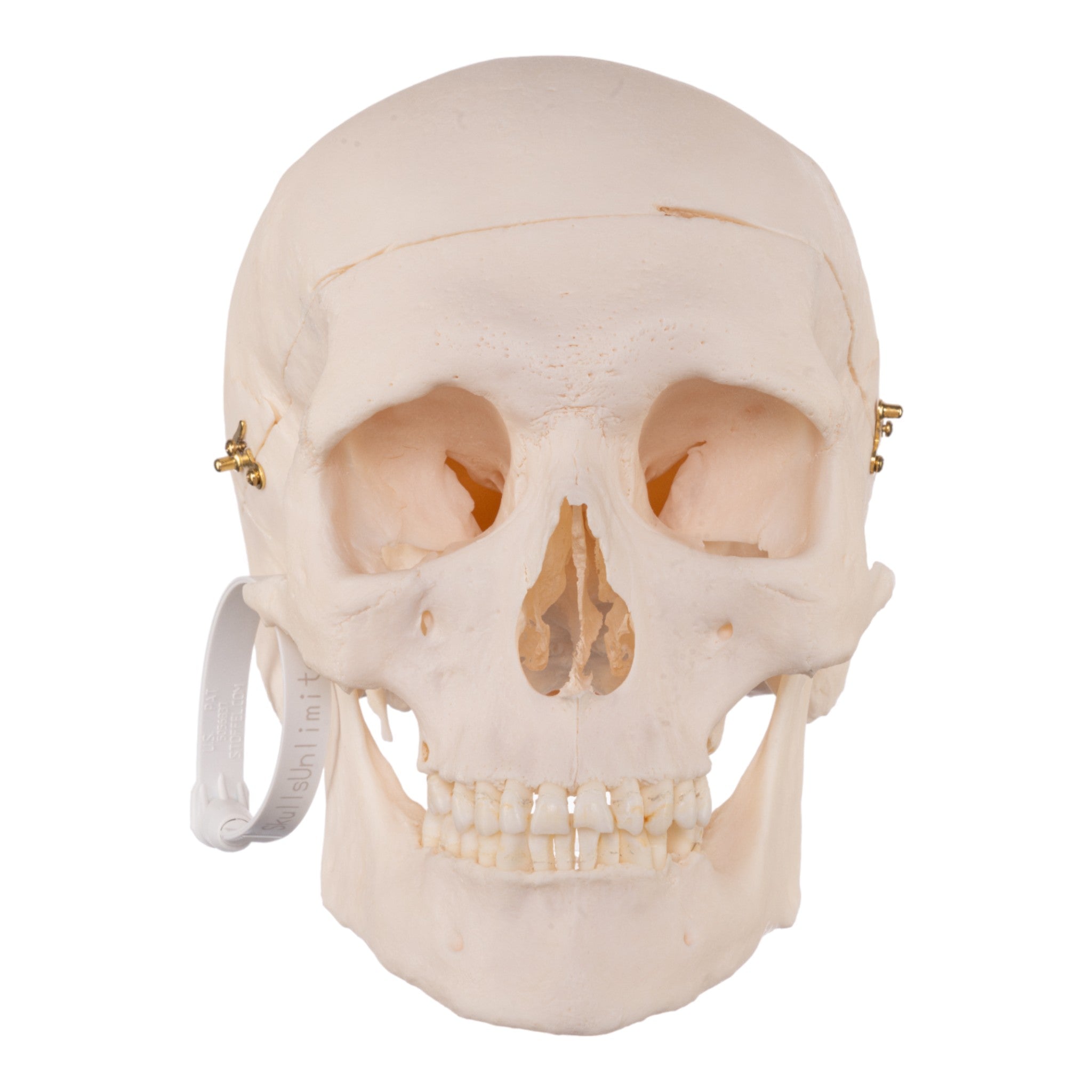 Premium Anatomical Human Skull Model - Accurate Medical & Educational Replica for Doctors, Students & Halloween Decor | Perfect for Classrooms, Labs & Spooky Home Decor