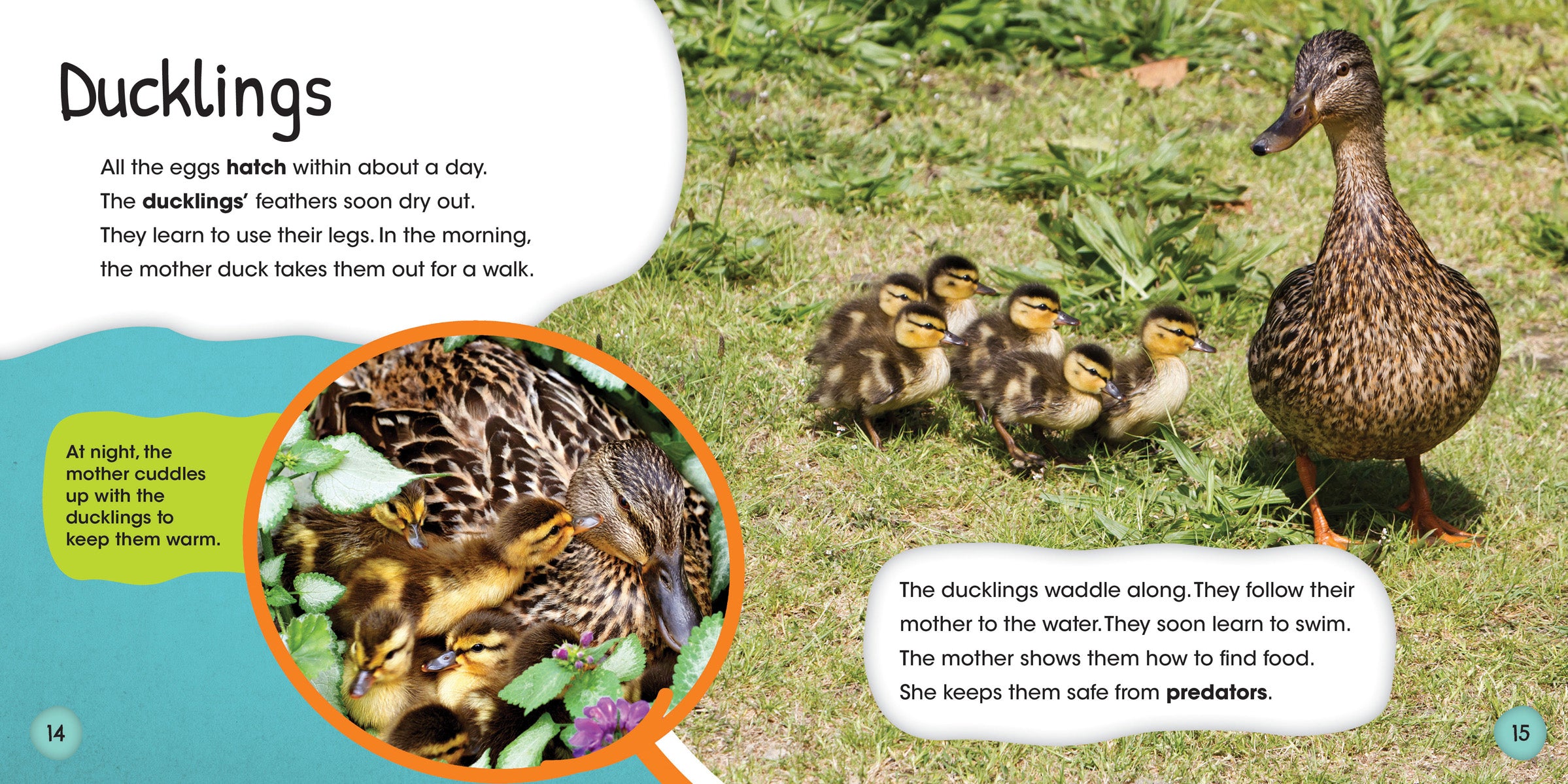 Duck Life Cycle Stages - Educational Toy for Kids - Perfect for Classroom Learning & Homeschooling