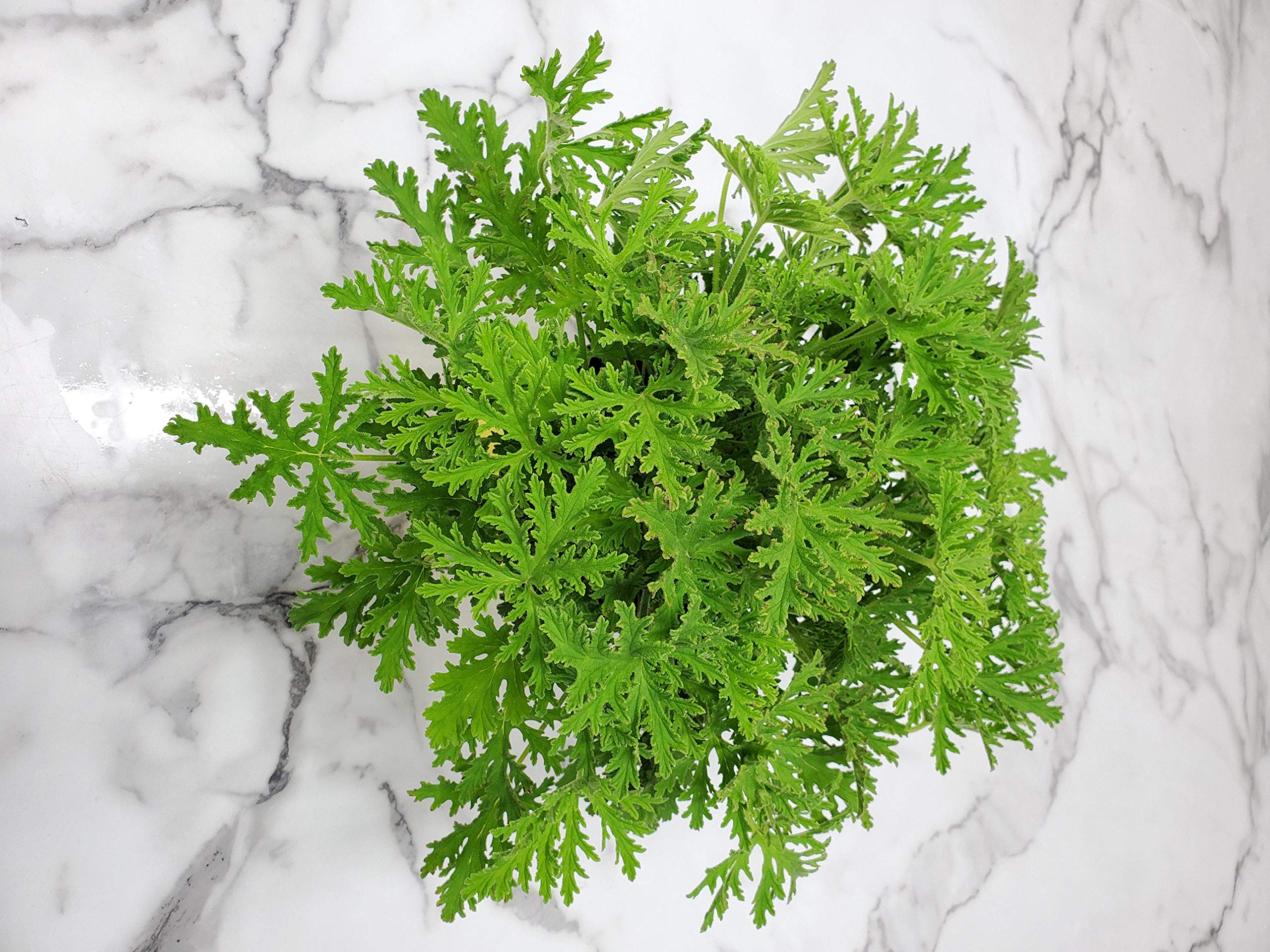 Citronella Mosquito Plant (Pelargonium Citrosum) - Live Outdoor Plant 12