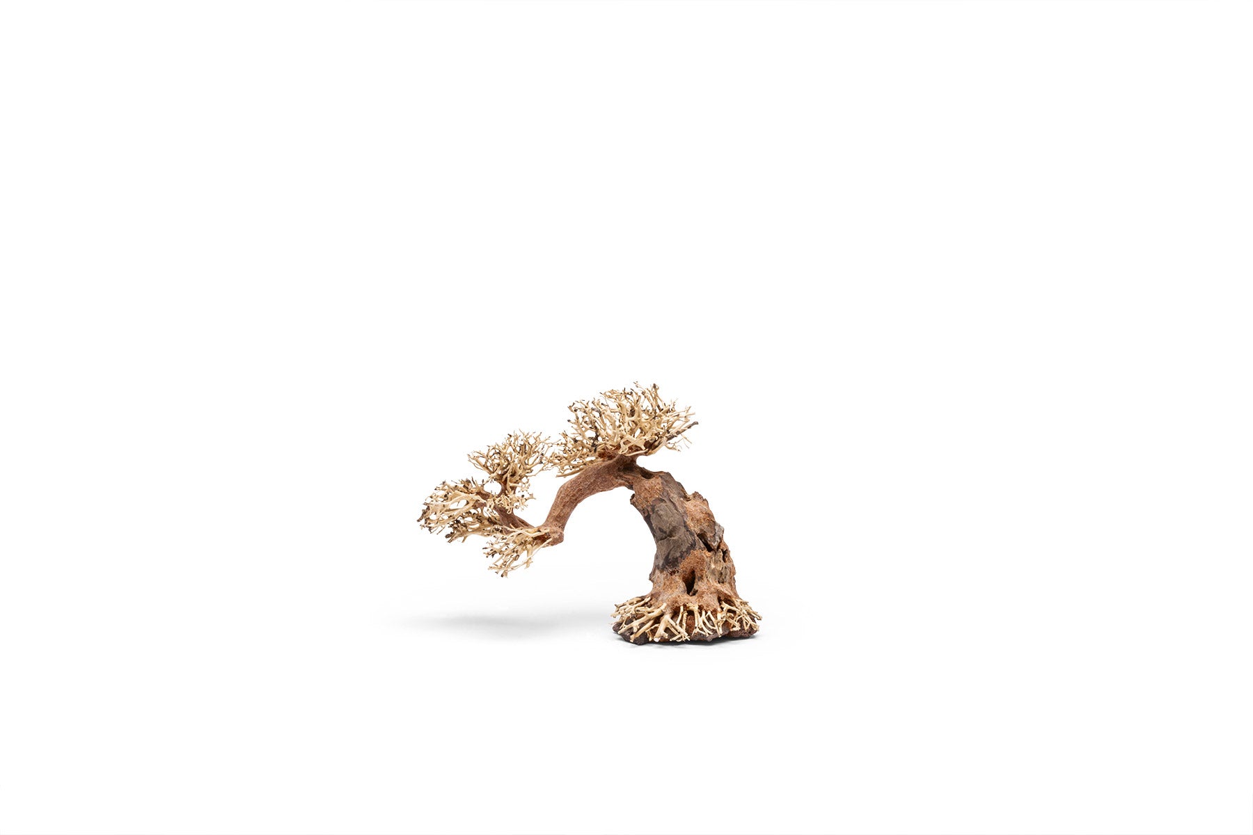 UNS Bonsai 006 - Premium Mini Bonsai Tree Kit for Home & Office Decor | Perfect for Zen Gardens, Desktop Decor, and Relaxation Gifts