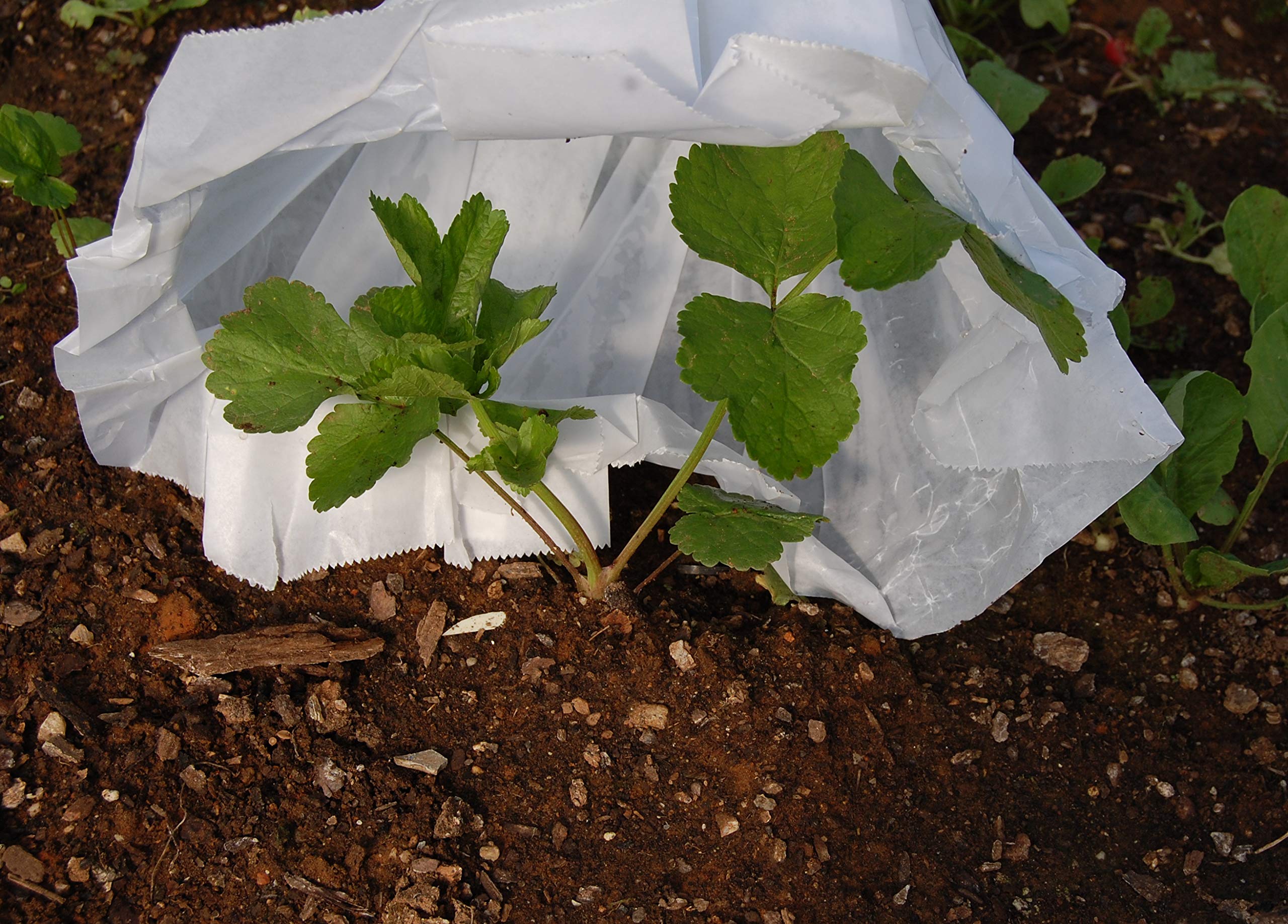 Grower's Solution Hot KAPS King Size Plant Covers - 500 Pack | Frost Protection & Season Extension for Vegetables, Flowers & Crops