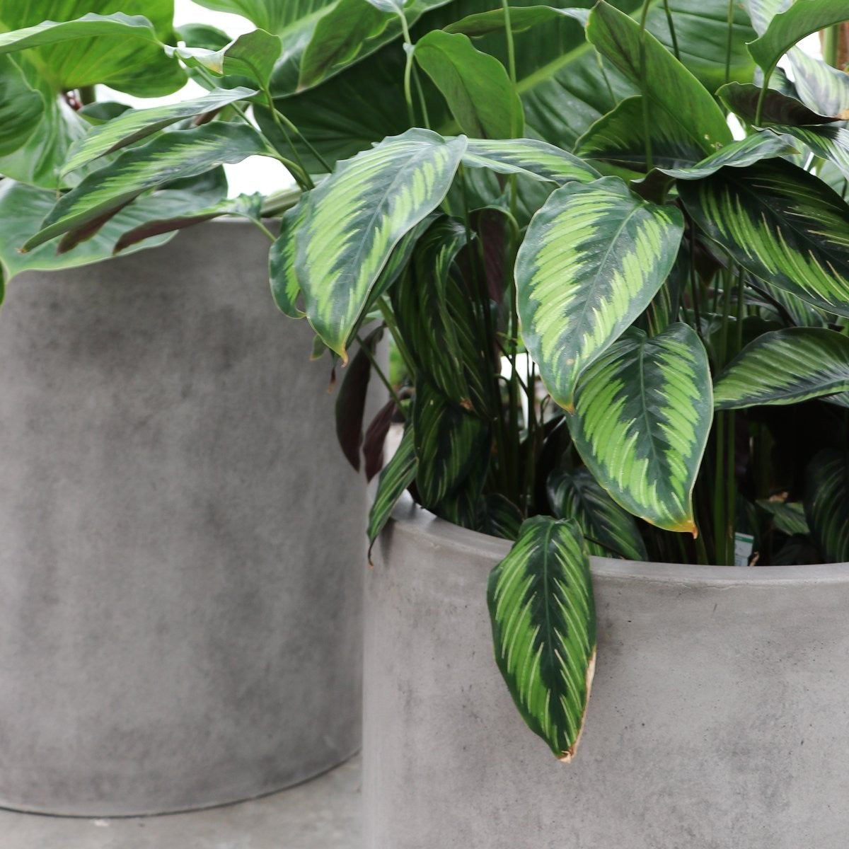 Mikonui Small Cement Outdoor Planter for Garden, Patio, Balcony - Durable and Weather-Resistant Plant Pot for Succulents, Flowers, Herbs