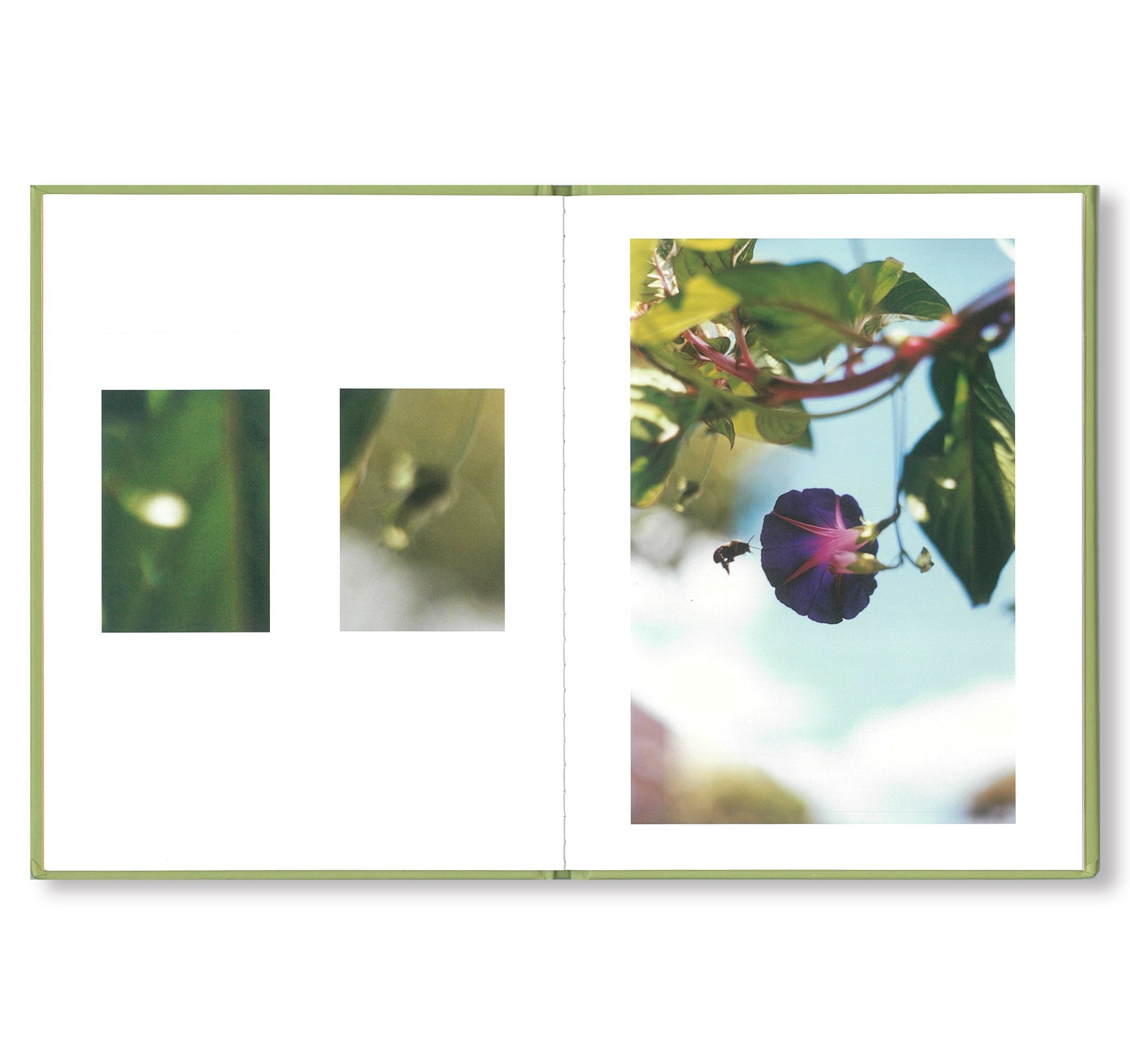ONE PICTURE BOOK #67: SOME INSECTS by Terri Weifenbach - Nature Photography Book for Kids & Adults - Perfect for Home Decor, Classroom Learning & Insect Enthusiasts