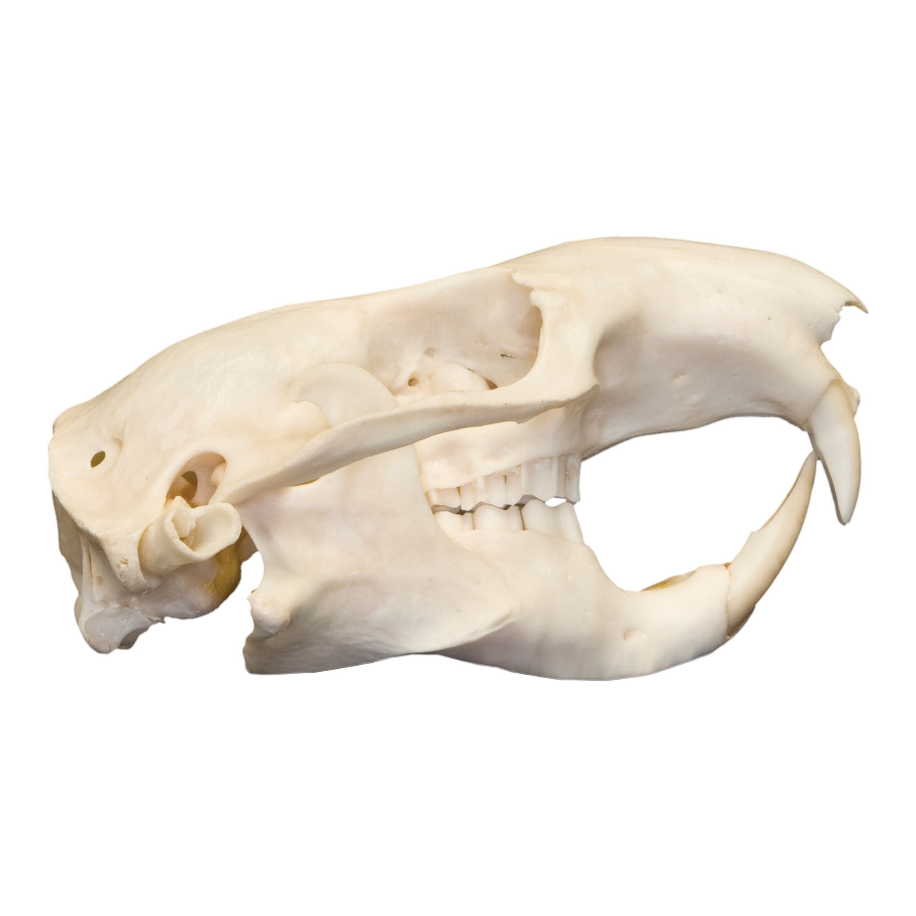 Real Mountain Beaver Skull - Authentic Taxidermy Specimen for Collectors & Decor | Perfect for Gothic Home Decor, Cabinets of Curiosities & Educational Displays