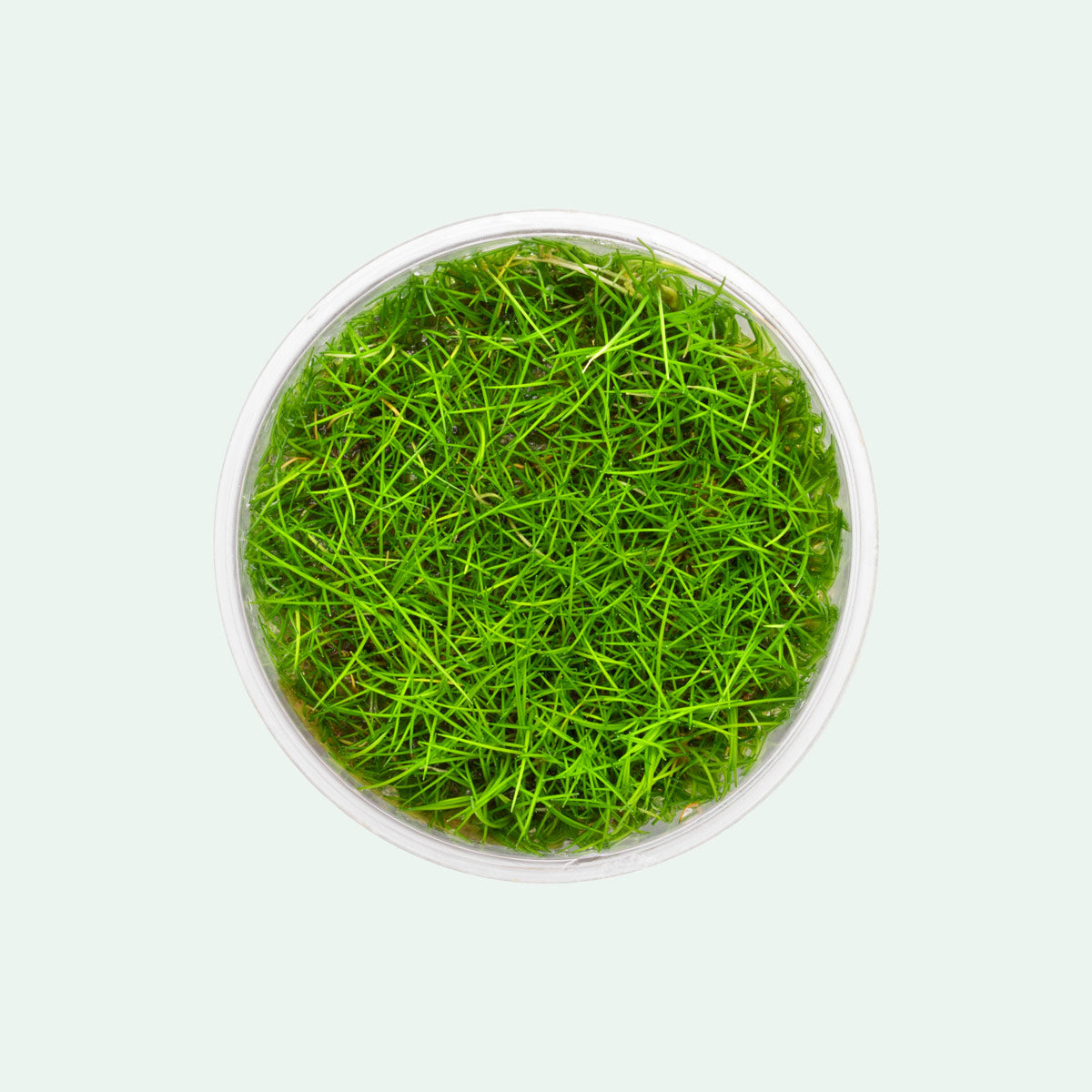 Eleocharis Parvula Mini Dwarf Hairgrass - Live Aquarium Plant for Freshwater Fish Tanks - Perfect for Carpeting, Aquascaping & Nano Tanks