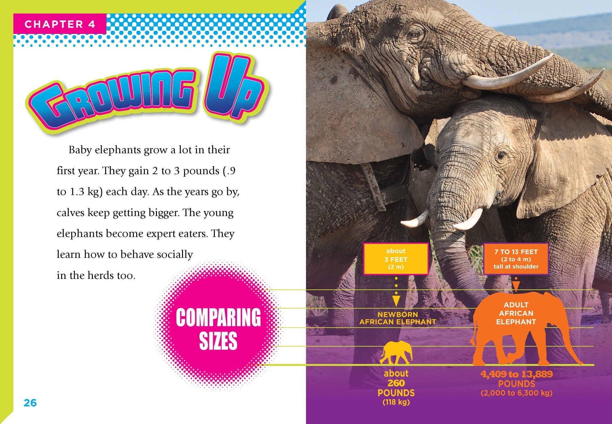 Baby Elephants Book 9781680727692 - Fun & Educational Animal Stories for Kids, Perfect for Bedtime Reading & Early Learning