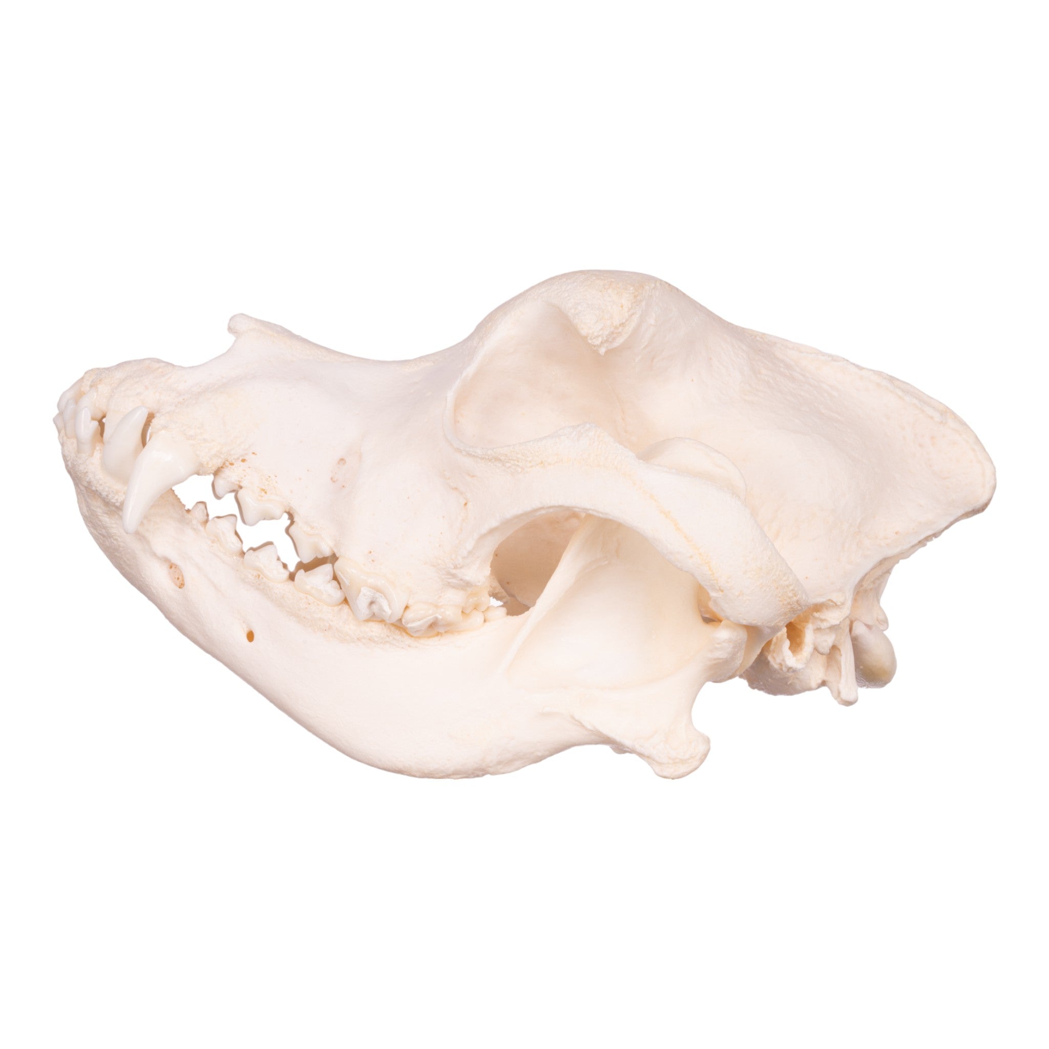 Authentic Saint Bernard Dog Skull - Real Domestic Canine Specimen for Veterinary Study, Taxidermy & Gothic Decor