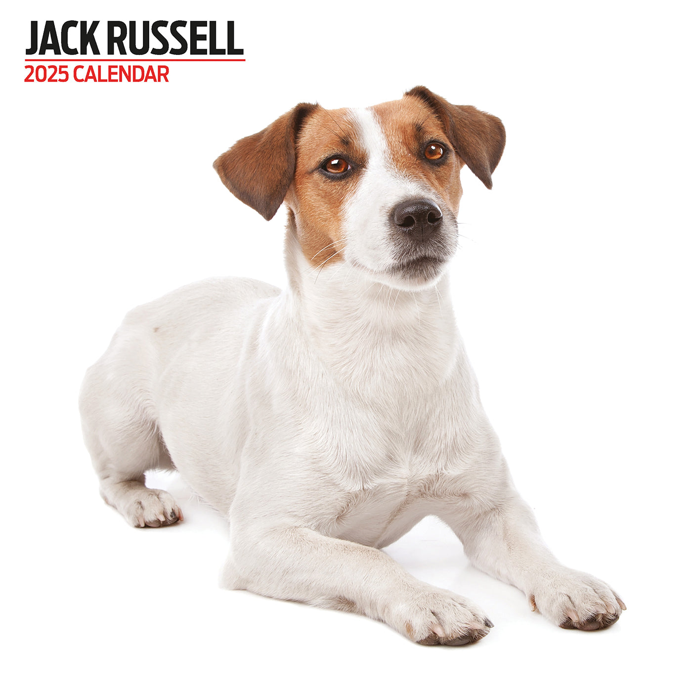 2025 Jack Russell Terrier Wall Calendar - Modern Dog Lover's Planner for Home, Office & Gifts | Monthly Pet Theme Design