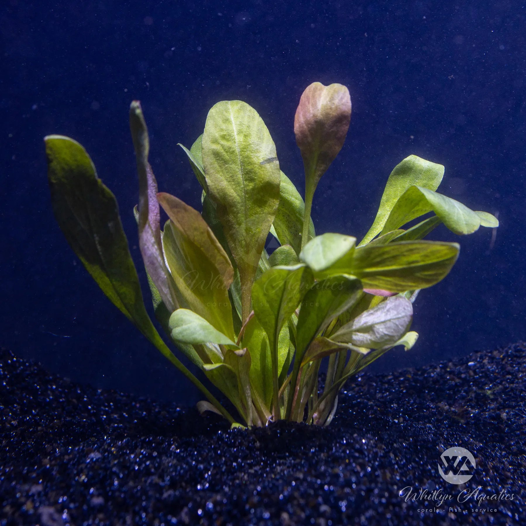 Samolus Parviflorus Red - Live Aquatic Plant for Fish Tanks & Aquascaping | Perfect for Freshwater Aquariums, Shrimp Tanks, and Aquatic Gardens