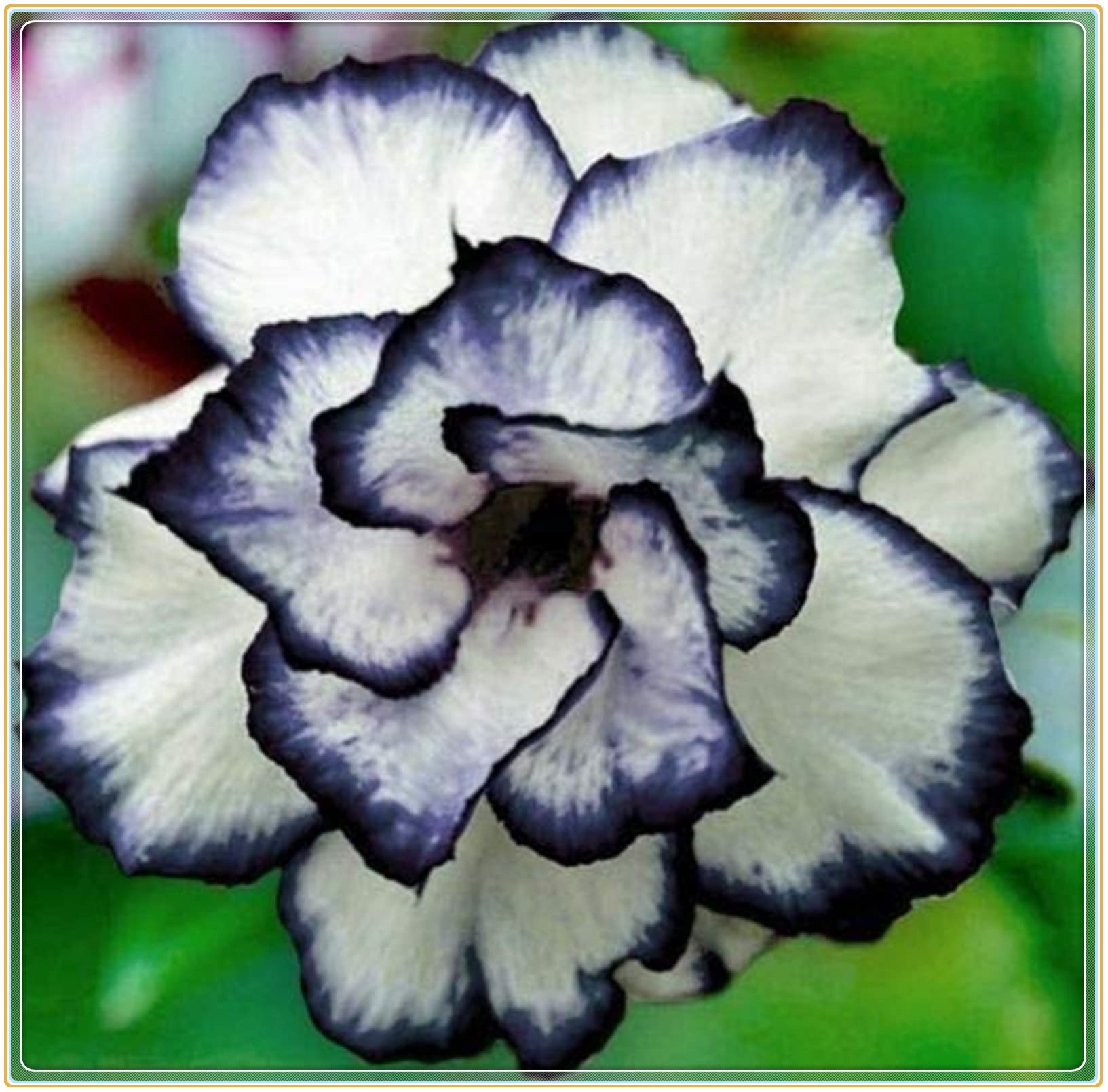 Lucky Desert Rose Bulbs (Adenium Obesum) - 1 Bulb, Perennial Flowering Plant for Pots, Gardens & Indoor Decor - Easy to Grow, Drought Tolerant Succulent for Home & Office