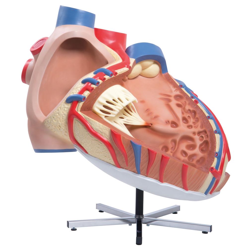 Giant Heart Model - 8X Life Size Human Heart Anatomy for Medical Education & Display | Perfect for Classrooms, Labs & Doctor Offices