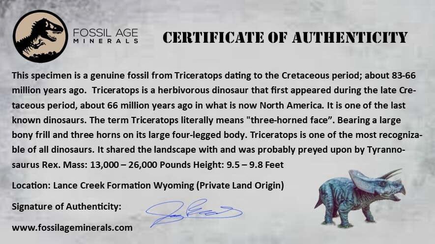 XXL Triceratops Fossil Tooth Crown - Authentic Dinosaur Fossil from Lance Creek Formation, Cretaceous Period - Includes COA & Display Stand - Perfect for Paleontology Enthusiasts, Museum-Quality Collectibles & Educational Displays