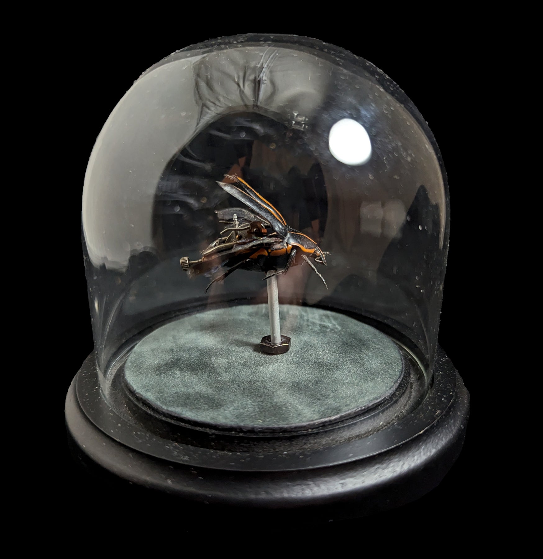 Clockwork Cetonidae: Clerota Rigifica - Premium Mechanical Insect Model for Collectors & Science Enthusiasts | Perfect for Home Decor, Educational Displays & Unique Gifts