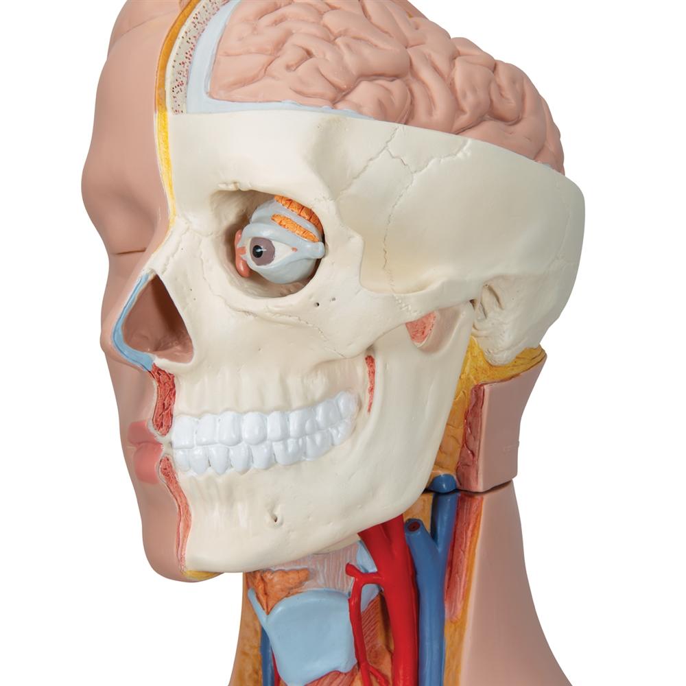 20-Piece Dual Gender Torso with Half Skull Head - Anatomical Model for Medical Students, Artists & Halloween Decor