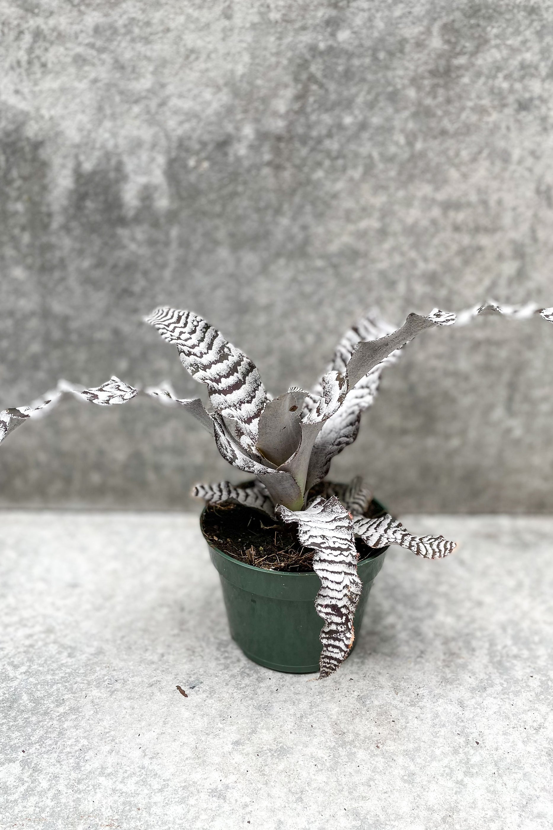Cryptanthus 'Black Mystic' - 4