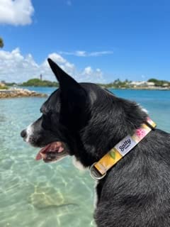 Shaka's Salty Paws Adjustable Dog Collar for Small, Medium & Large Dogs (18