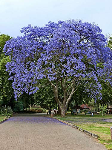 Blue Jacaranda Tree Seeds (20 Pack) - Premium Bonsai Specimen - Exotic Flowering Bonsai Tree - Fast Growing Blooming Tree for Home Garden, Patio & Landscaping