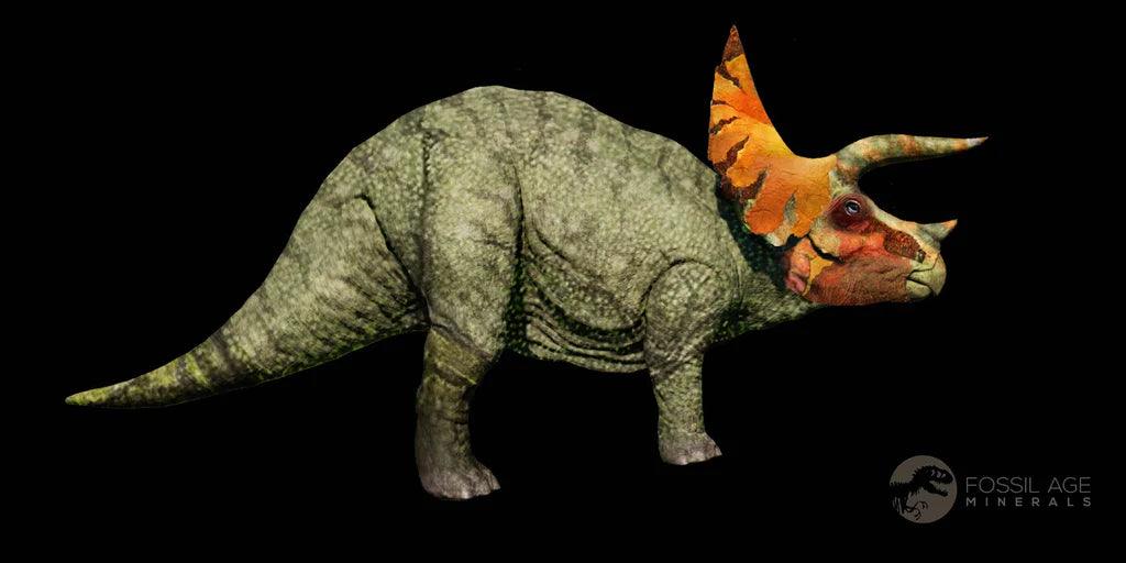 Authentic Triceratops Fossil Frill Bone - Hell Creek Formation FM Cretaceous Dinosaur Specimen with COA & Display Stand | Perfect for Paleontology Collections, Dinosaur Enthusiasts, and Educational Displays
