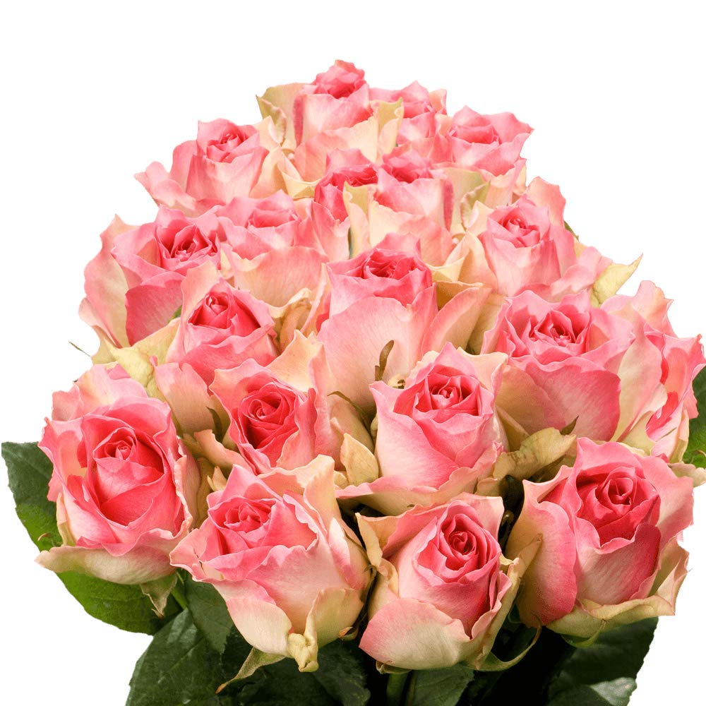75 Fresh Cut Creamy Pink Roses - Long Stem Roses for Birthdays, Weddings & Anniversaries | Premium Fresh Flowers for Centerpieces, Gifts & Romantic Decor | GlobalRose
