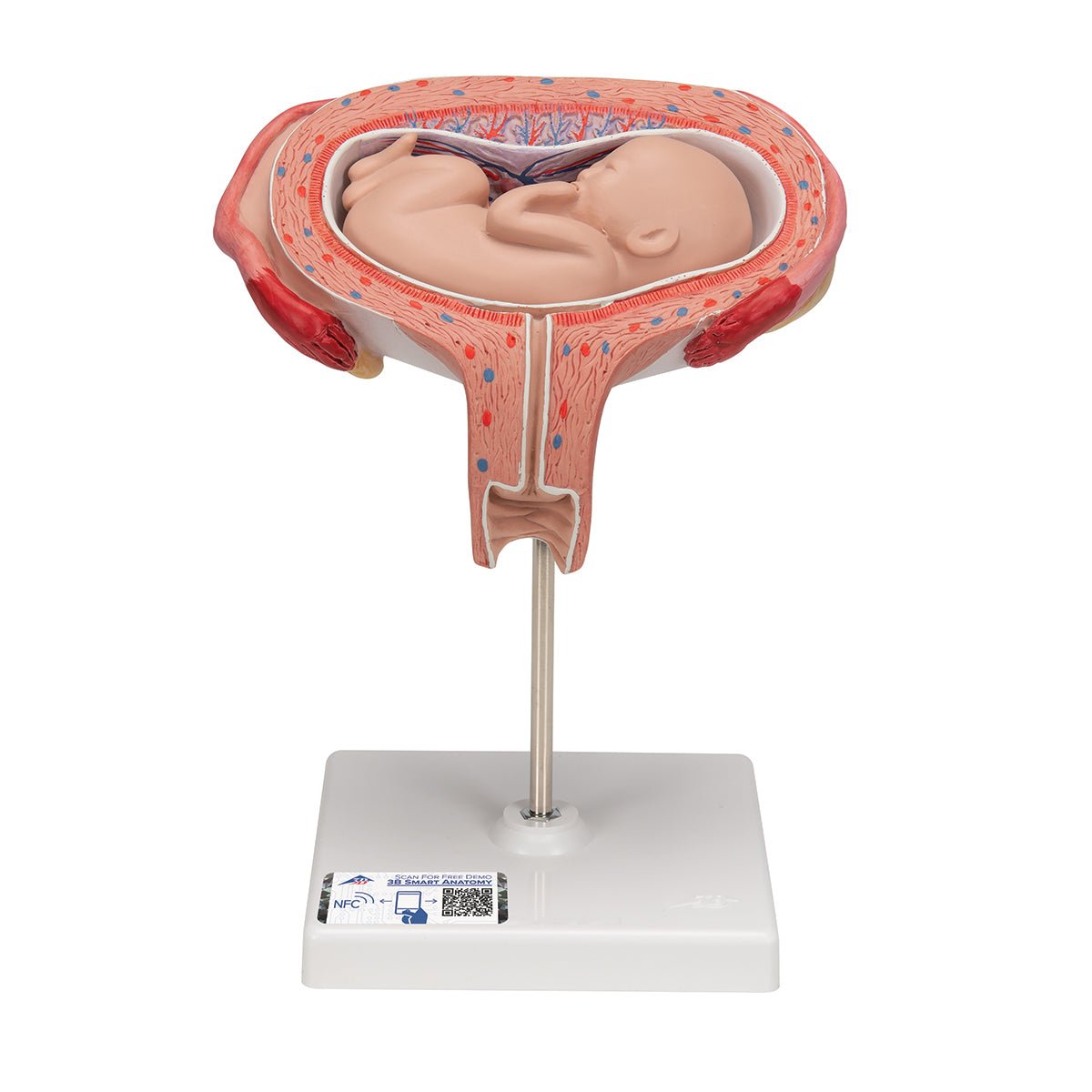 5-Month Fetus in Dorsal Position - Detailed Fetal Development Model for Medical Education & Pregnancy Awareness