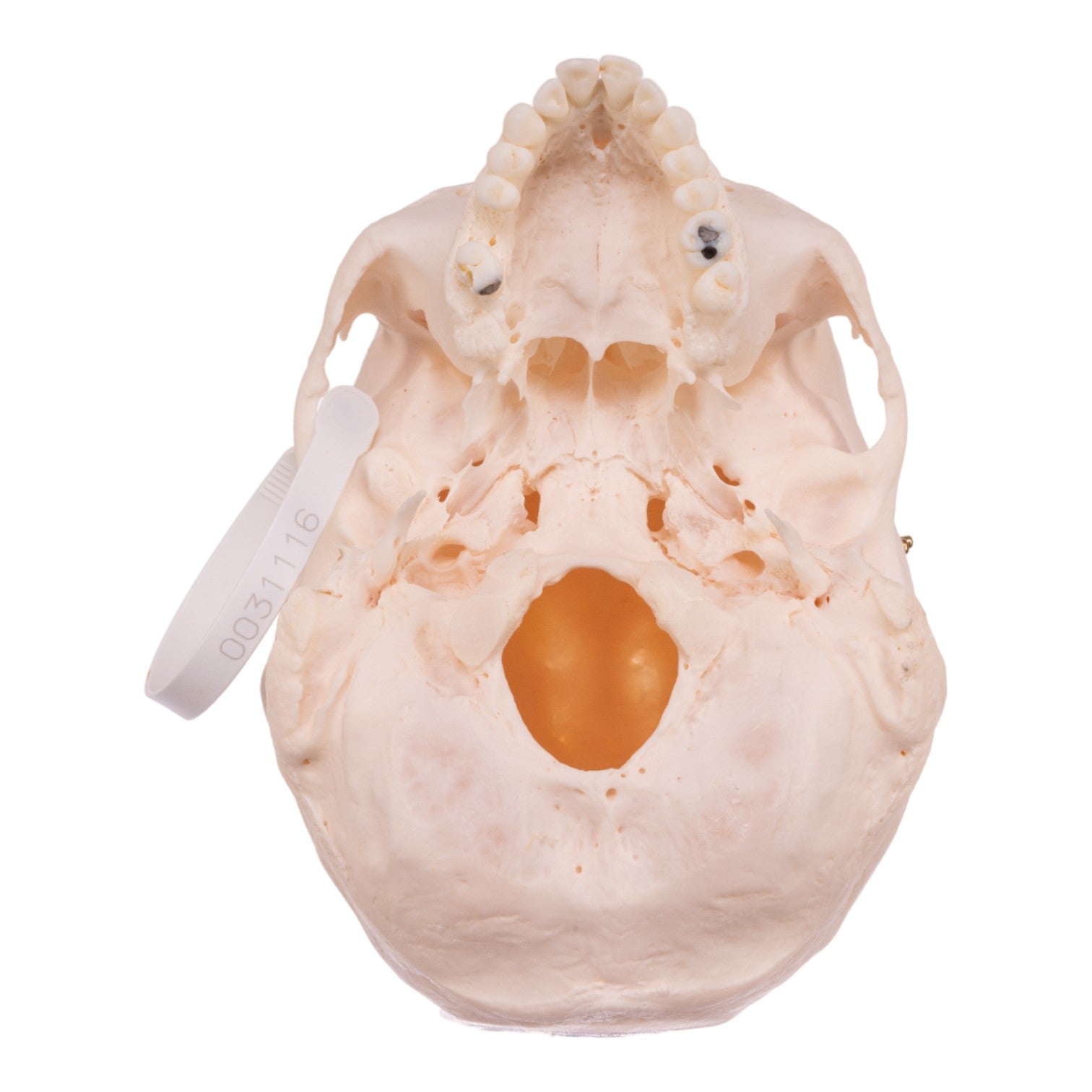 Premium Anatomical Human Skull Model - Accurate Medical & Educational Replica for Students, Doctors & Collectors - Perfect for Classroom Study, Medical Training & Halloween Decor