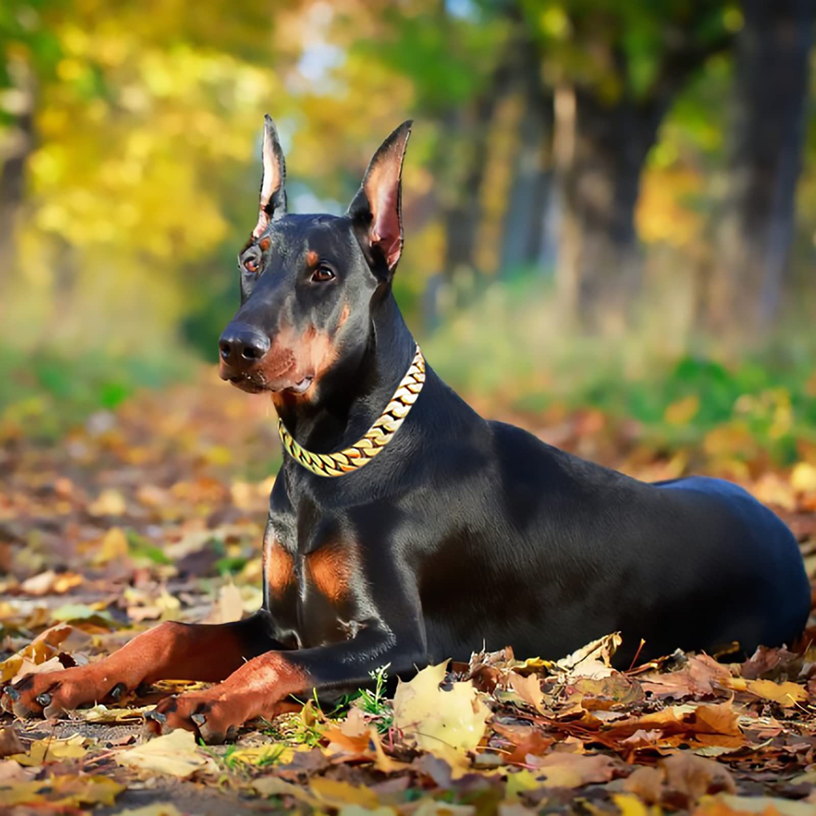 32MM Thick Heavy Duty Stainless Steel Cuban Link Dog Collar with Buckle - Gold Plated Large Dog Chain Collar for Big Dogs | Durable Pet Training Collar for Walking, Protection & Fashion