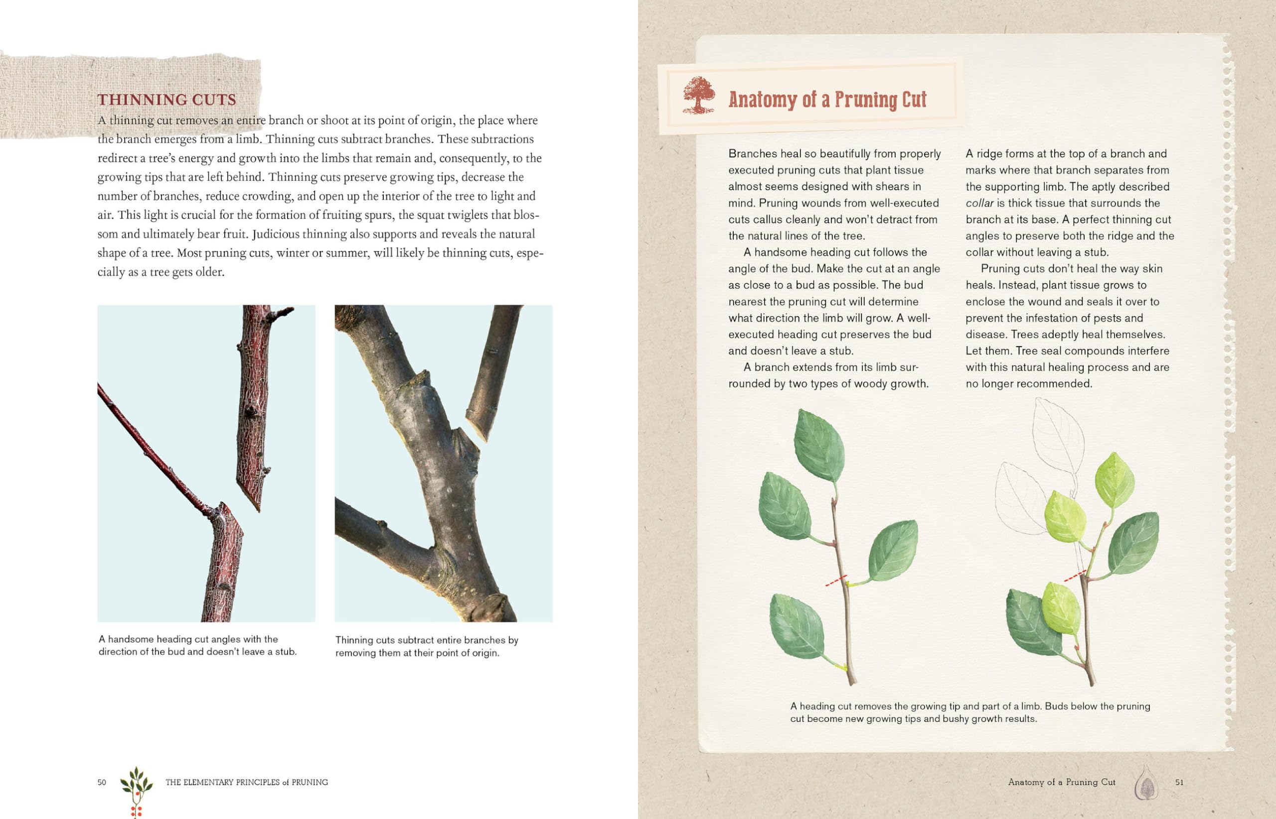 Grow a Little Fruit Tree: Easy Pruning Techniques for Small Spaces | Dwarf Fruit Trees for Home Gardens, Urban Farming & Backyard Harvesting