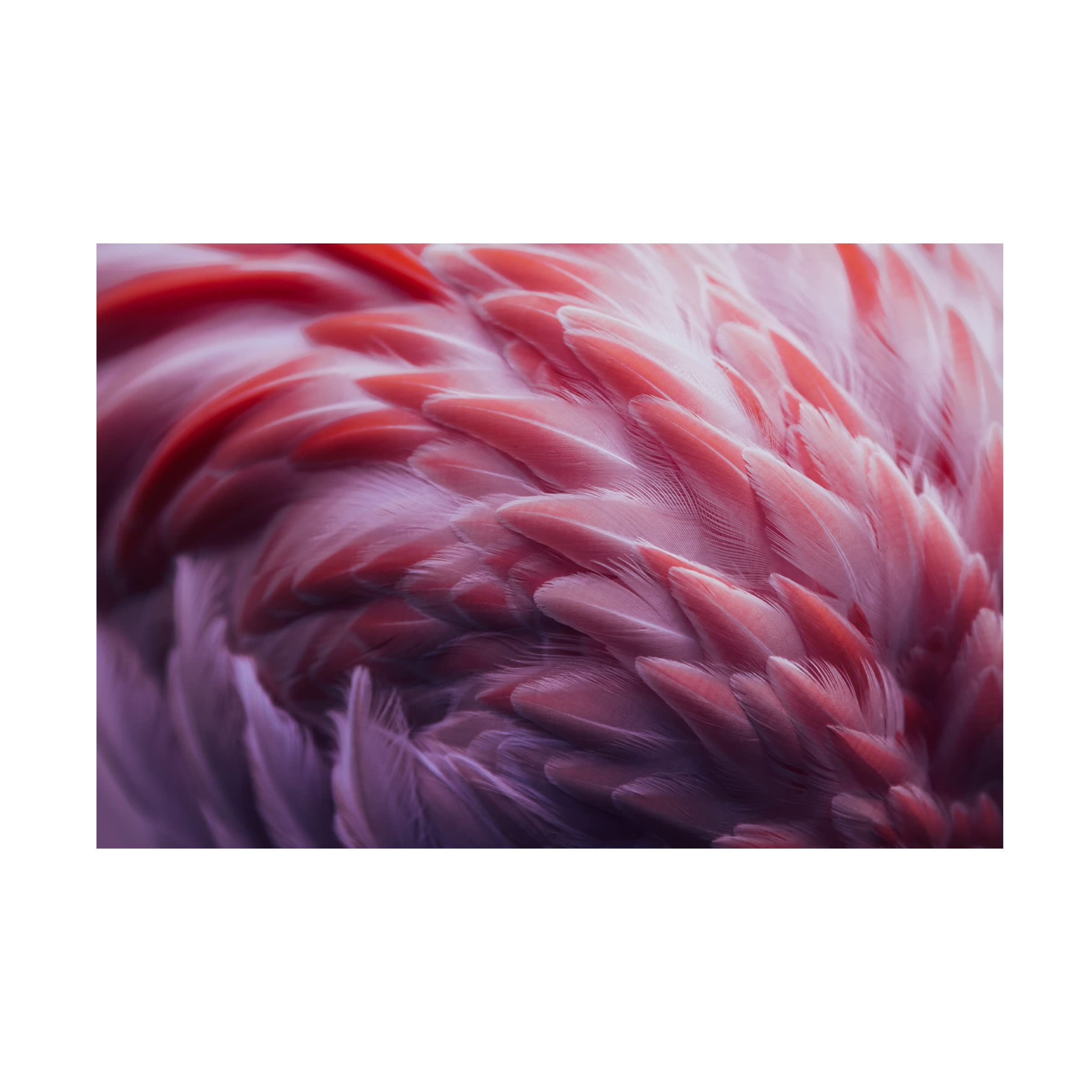 Trademark Fine Art 'Flamingo' Canvas Wall Art by Angyalosi Beata - Tropical Home Decor for Living Room, Bedroom & Office