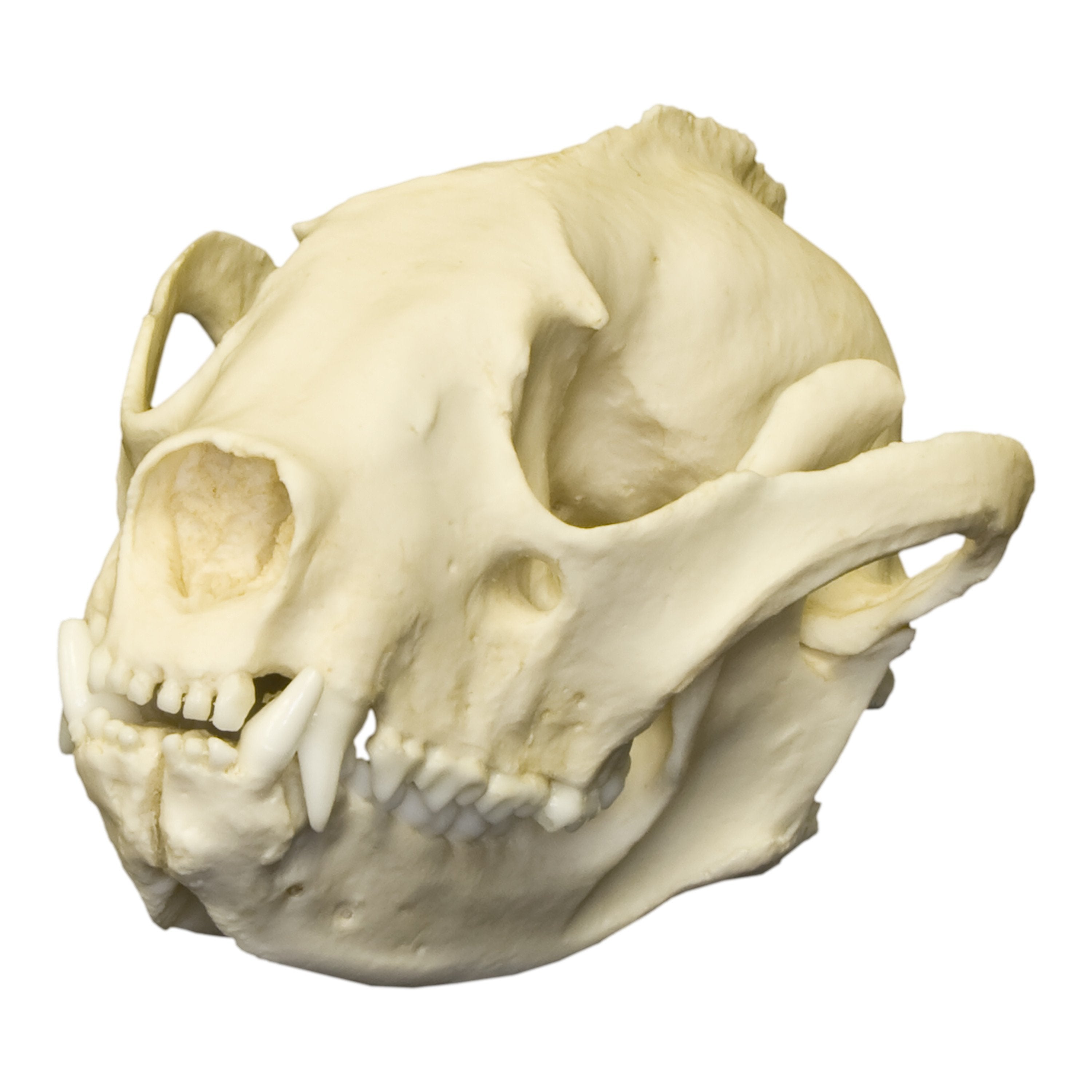 Authentic Replica Red Panda Skull - Lifelike Animal Skull Model for Home Decor, Educational Display, and Halloween Props