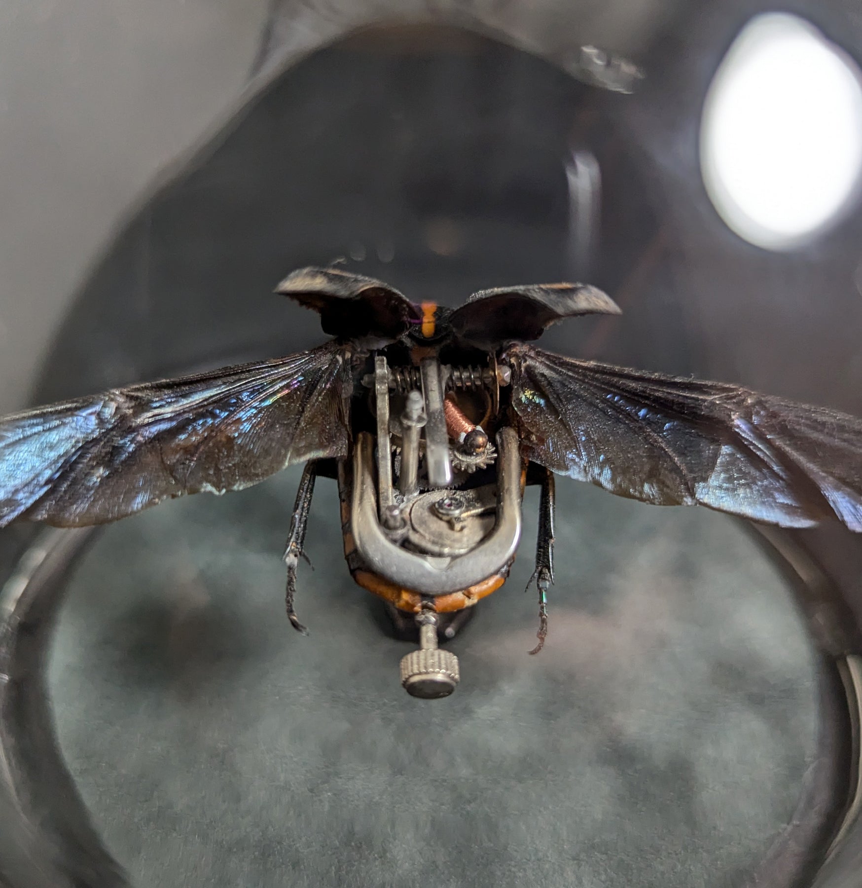 Clockwork Cetonidae: Clerota Rigifica - Premium Mechanical Insect Model for Collectors & Science Enthusiasts | Perfect for Home Decor, Educational Displays & Unique Gifts