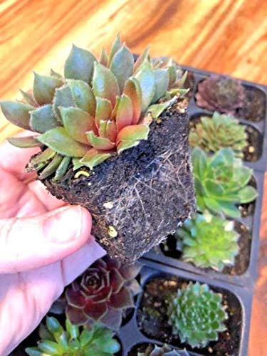 Mini Succulent Plugs - Live Sempervivum Hens & Chicks Plants (12 Pack) | Hardy Wedding Favors, Shower Gifts & Fairy Garden Decor | Perfect for Indoor Planters, Terrariums and DIY Home Decor