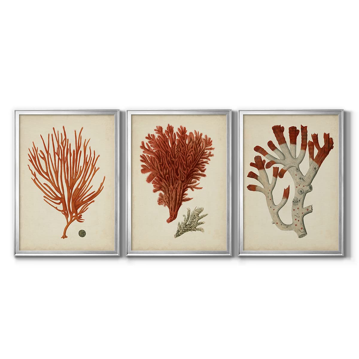 Red Coral IV Silver Framed Canvas Wall Art - 3 Piece Set (22x30 Inches Each) - Modern & Traditional Home Décor for Living Room, Bedroom, Office | Antique Style Travel-Inspired Artwork