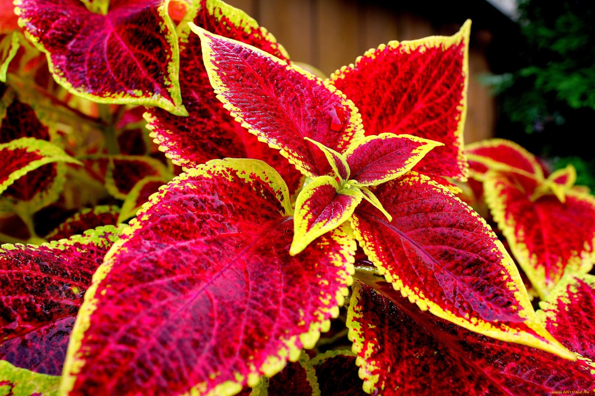 Exotic Coleus Seeds Mix - Non-GMO Annual Flower Seeds for Planting - Perfect for Gardens, Landscaping & Containers