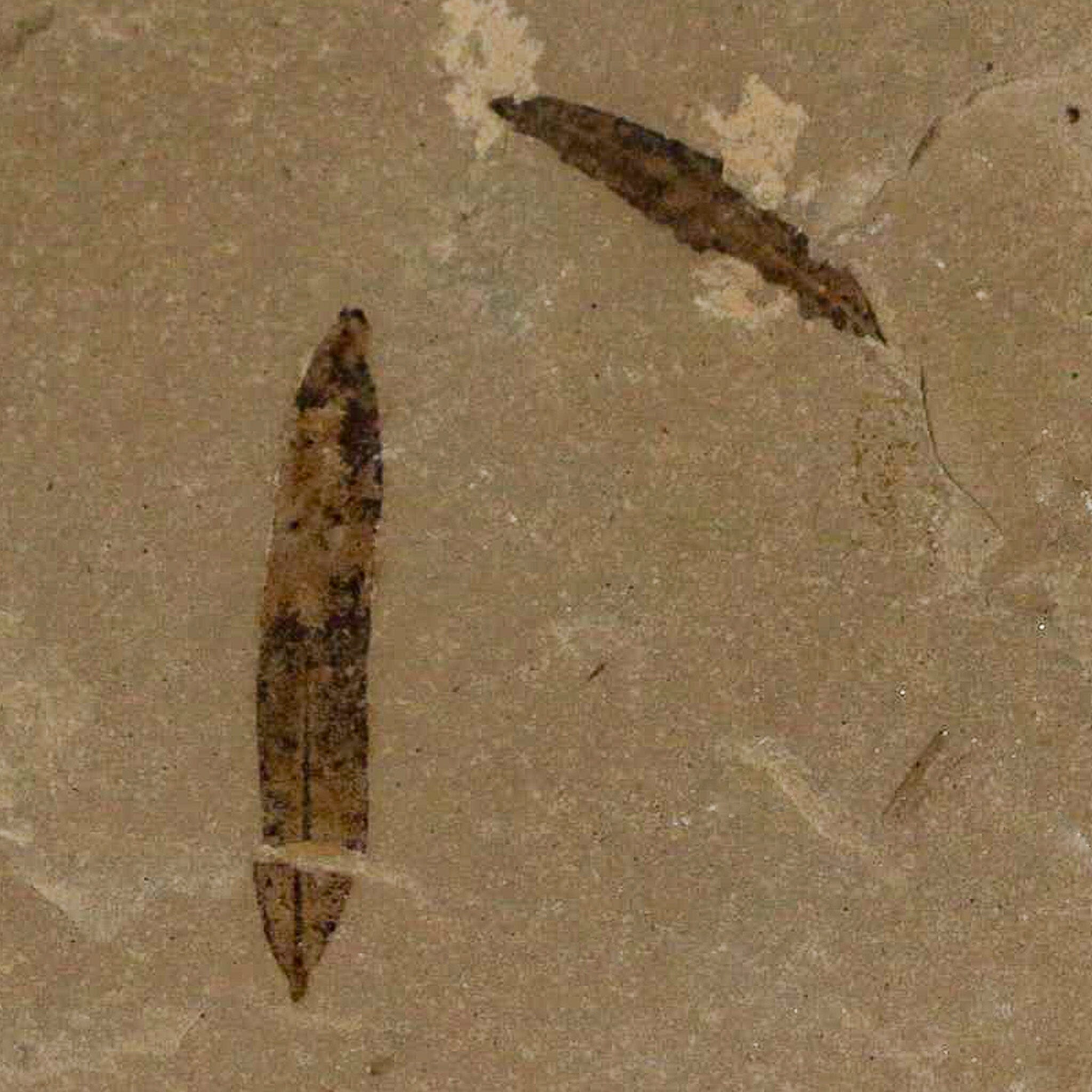 **Fossil Plant Leaf - Cedrelospermum Nervosum & Mimosites - Eocene Age - Green River, UT - Rare Collectible for Paleontology & Home Decor**