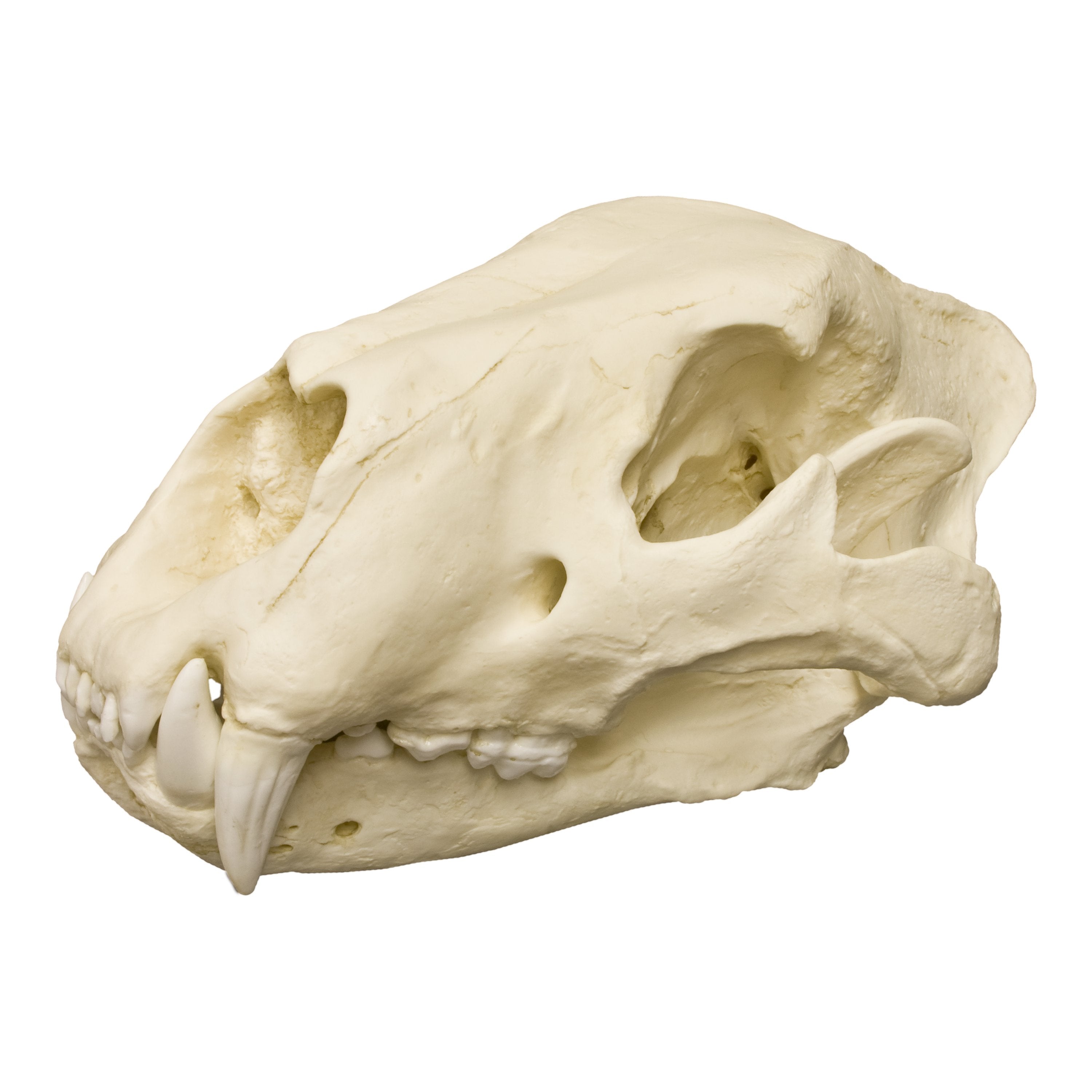 Authentic Replica American Lion Skull (Felis atrox) - Premium Museum-Quality Fossil for Home Decor, Education & Paleontology Enthusiasts - Perfect for Science Classrooms, Office Displays & Collector Showcases