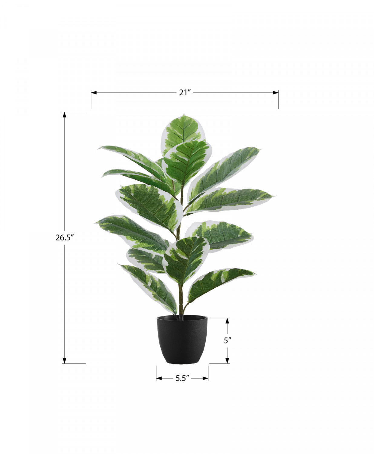 27 Inch Ficus Elastica Rubber Plant in 5 Inch Black Pot - Indoor Houseplant for Home, Office, and Living Room Decor