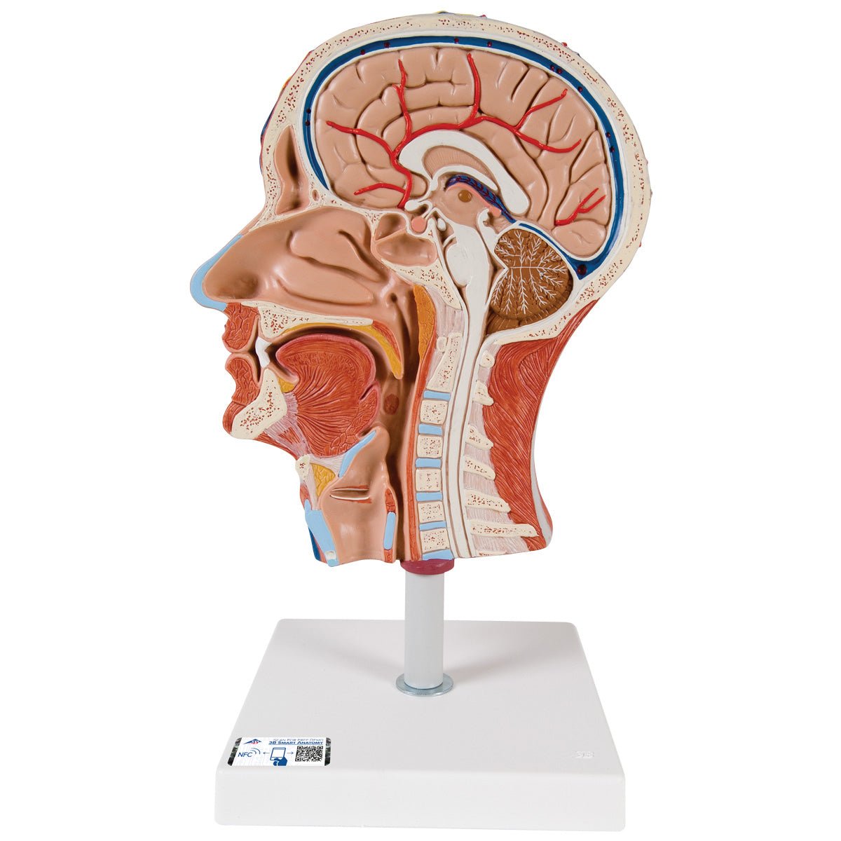 Half Head Anatomy Model with Detailed Musculature - Perfect for Medical Students, Artists & Anatomy Enthusiasts