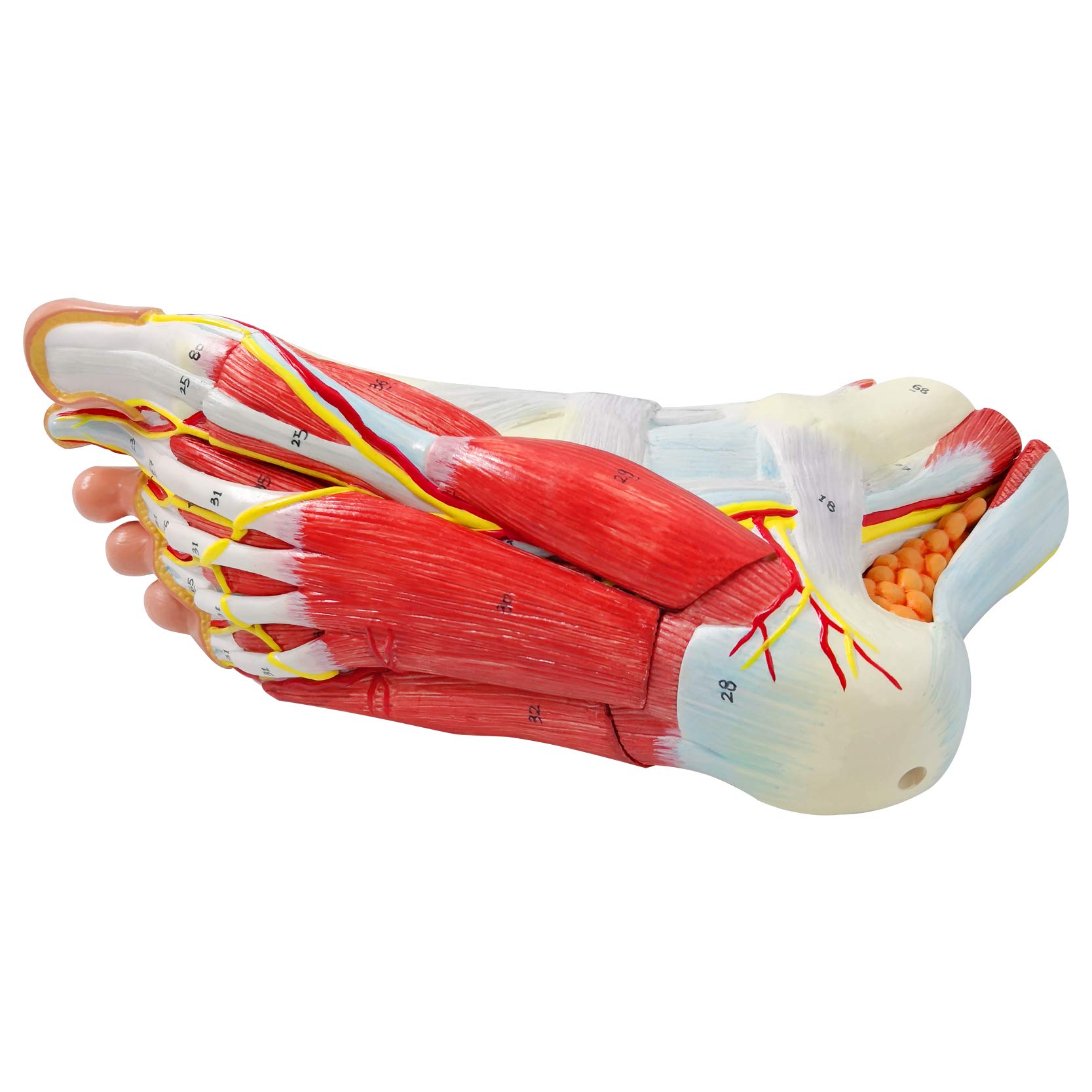 9-Part Anatomical Foot Model - Detailed Human Foot Bones, Muscles, Ligaments, Nerves & Blood Vessels with 81 Digital Markers | Medical Education, Physical Therapy & Classroom Learning Tool