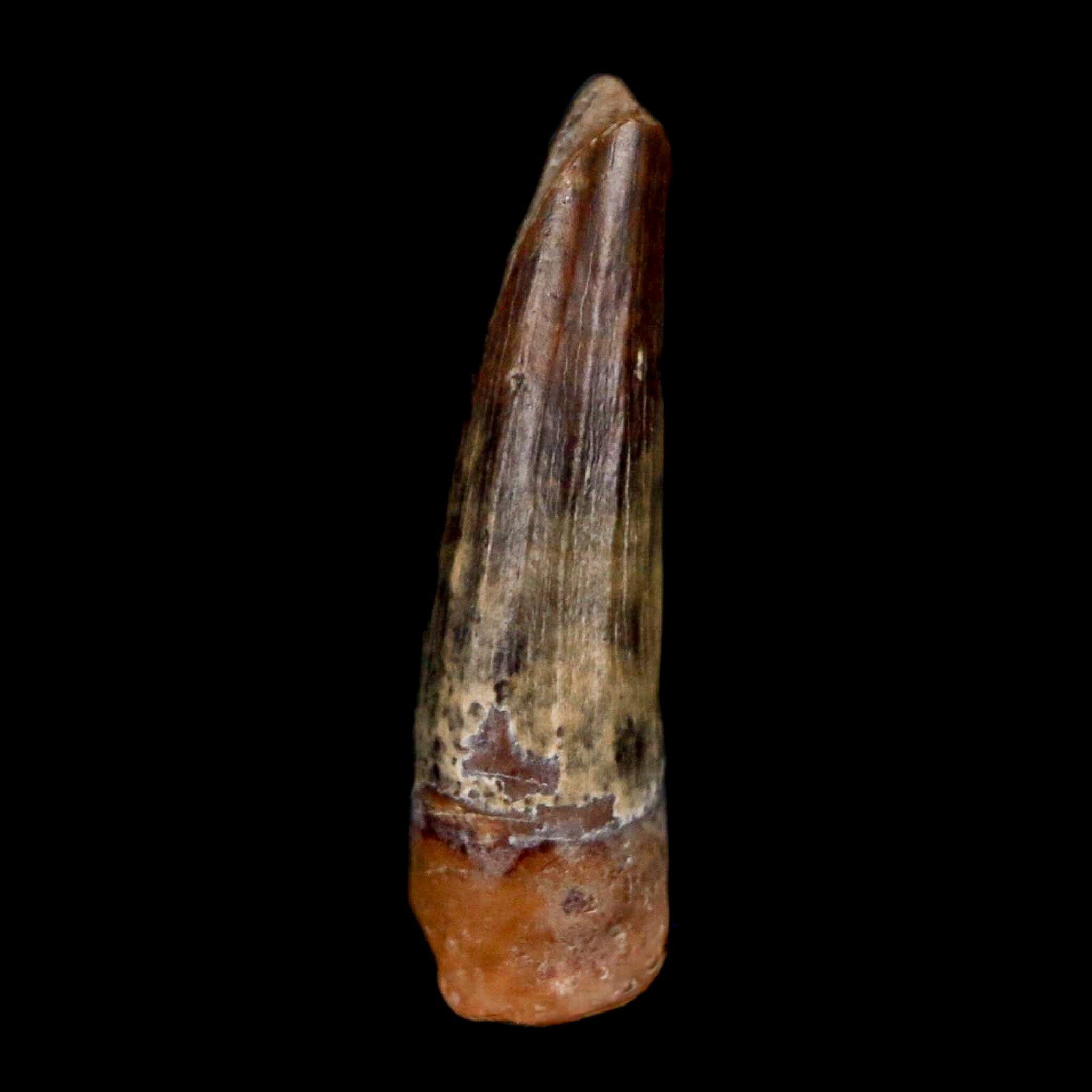 Authentic Suchomimus Dinosaur Fossil Tooth - Cretaceous Spinosaurid from Niger with COA | Perfect for Paleontology Collectors & Dinosaur Enthusiasts