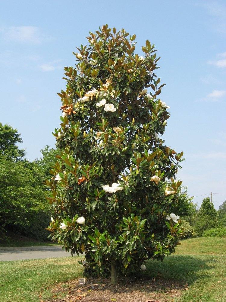Southern Magnolia Birthday Gift Tree - Fragrant Flowering Tree for Outdoor Gardens, Landscaping & Special Occasions | Perfect Anniversary, Mother's Day & Housewarming Gift