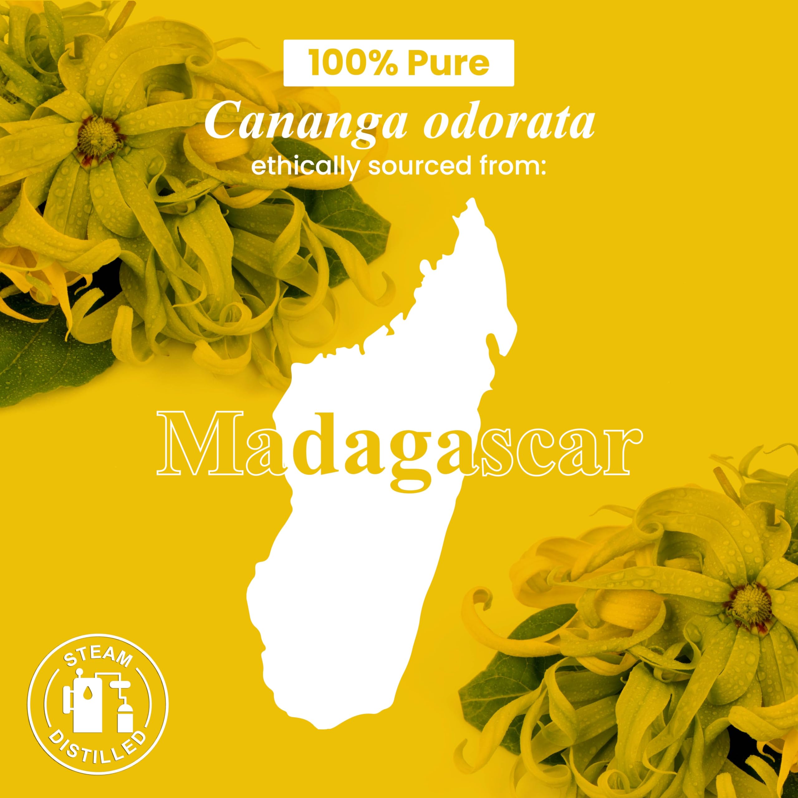 Ylang Ylang Essential Oil - 1 Fl Oz (30ml) - 100% Pure & Natural Therapeutic Grade - Best for Aromatherapy, Diffusers, Massage, Relaxation & Stress Relief