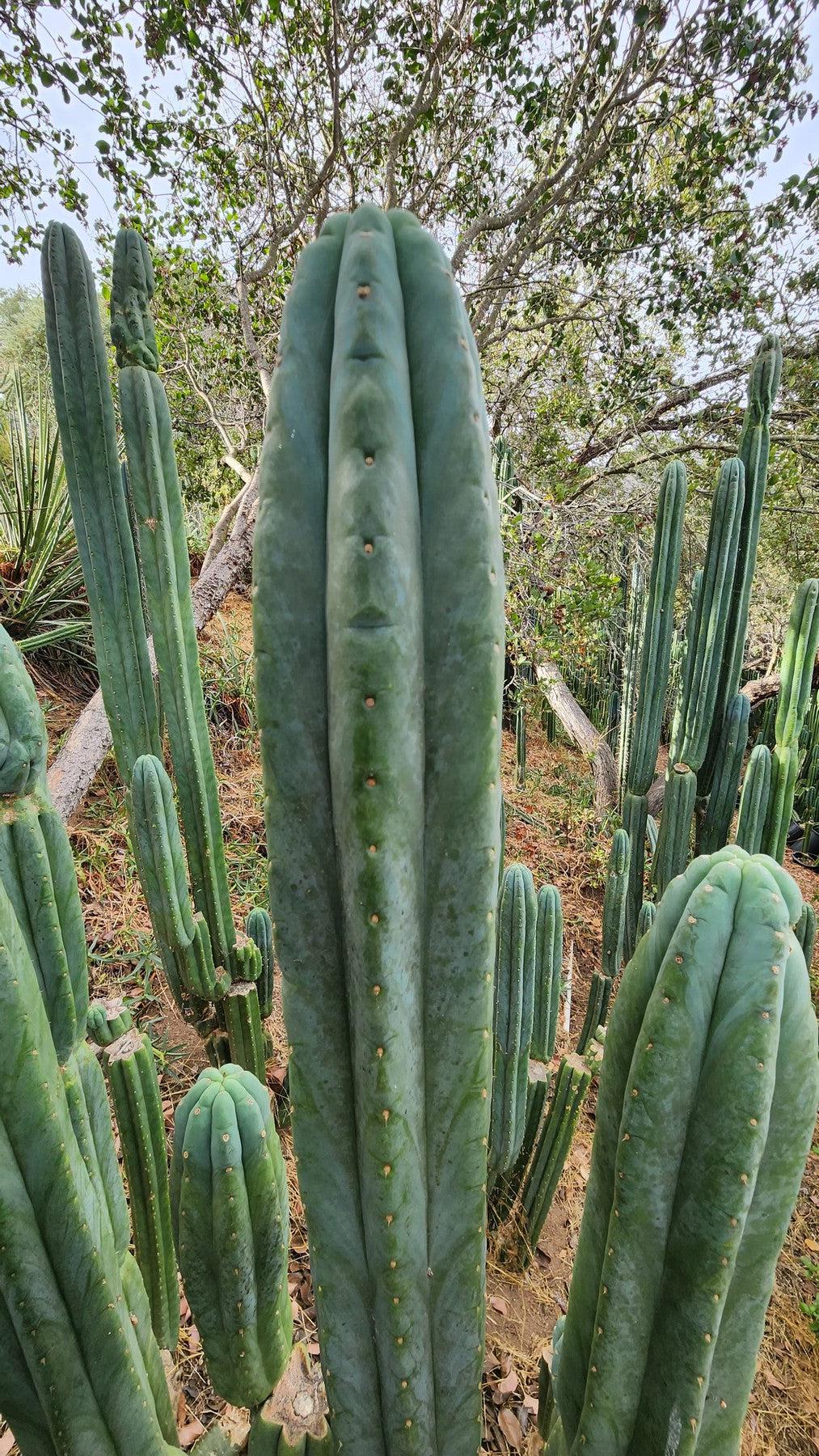 Exact Trichocereus Pachanoi Skip/CG Campground Cactus Cutting - Live Cactus Plant for Home Garden, Landscaping & Spiritual Ceremonies