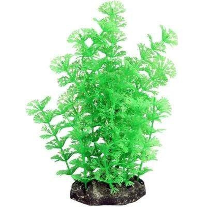 Aqua One Ecoscape Medium Green Ambulia Live Aquarium Plant - 20cm Tall for Freshwater Fish Tanks & Aquatic Decor