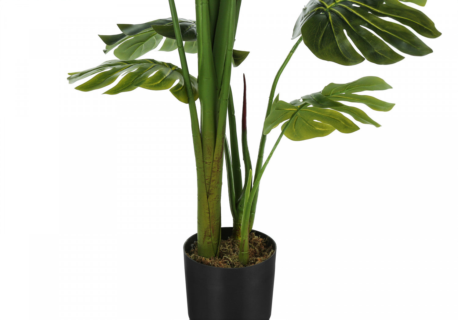 55 Inch Monstera Deliciosa Plant with 6 Black Nursery Pots - Large Tropical Indoor Houseplant for Home Decor, Office, Living Room & Bedroom